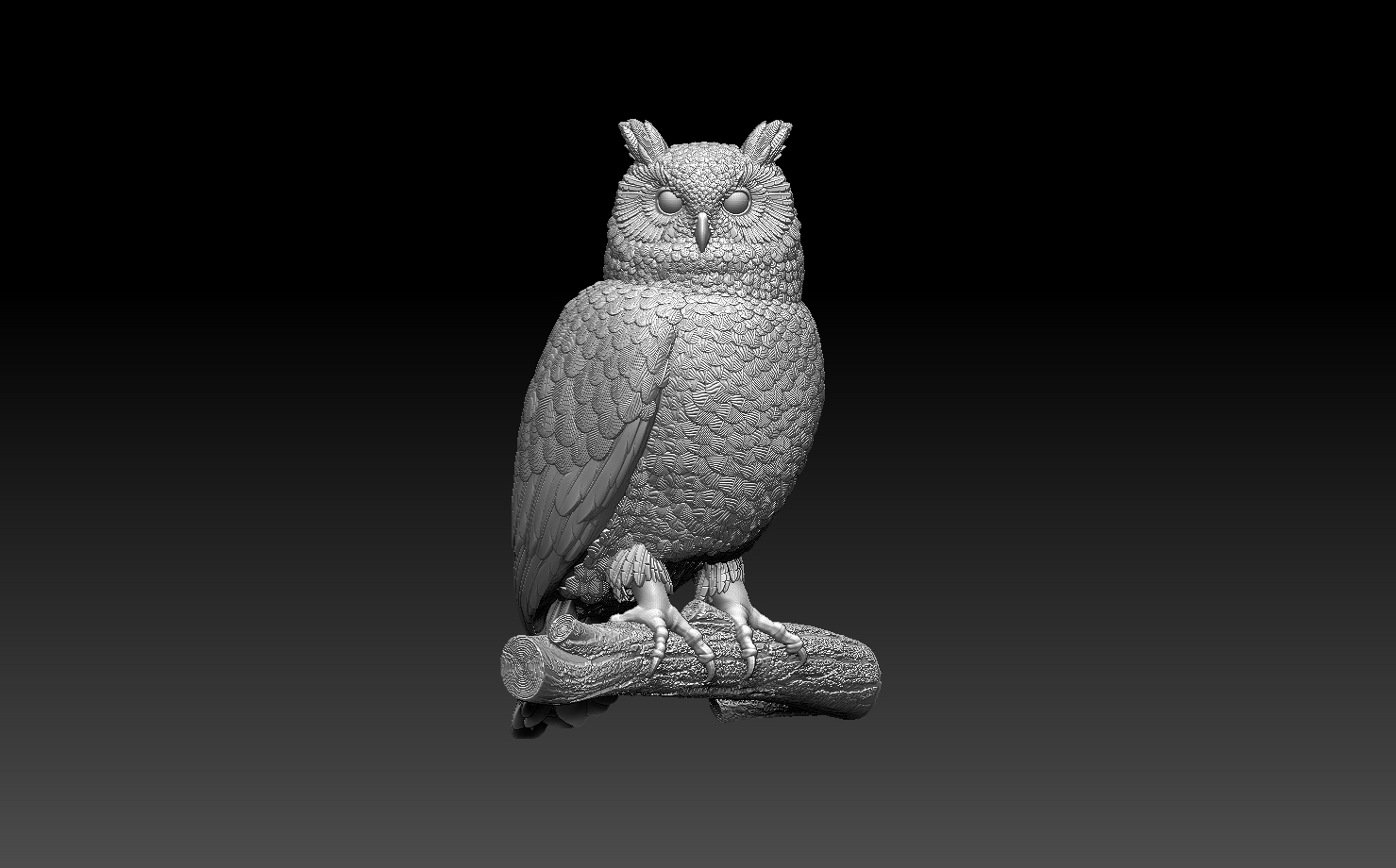 owl