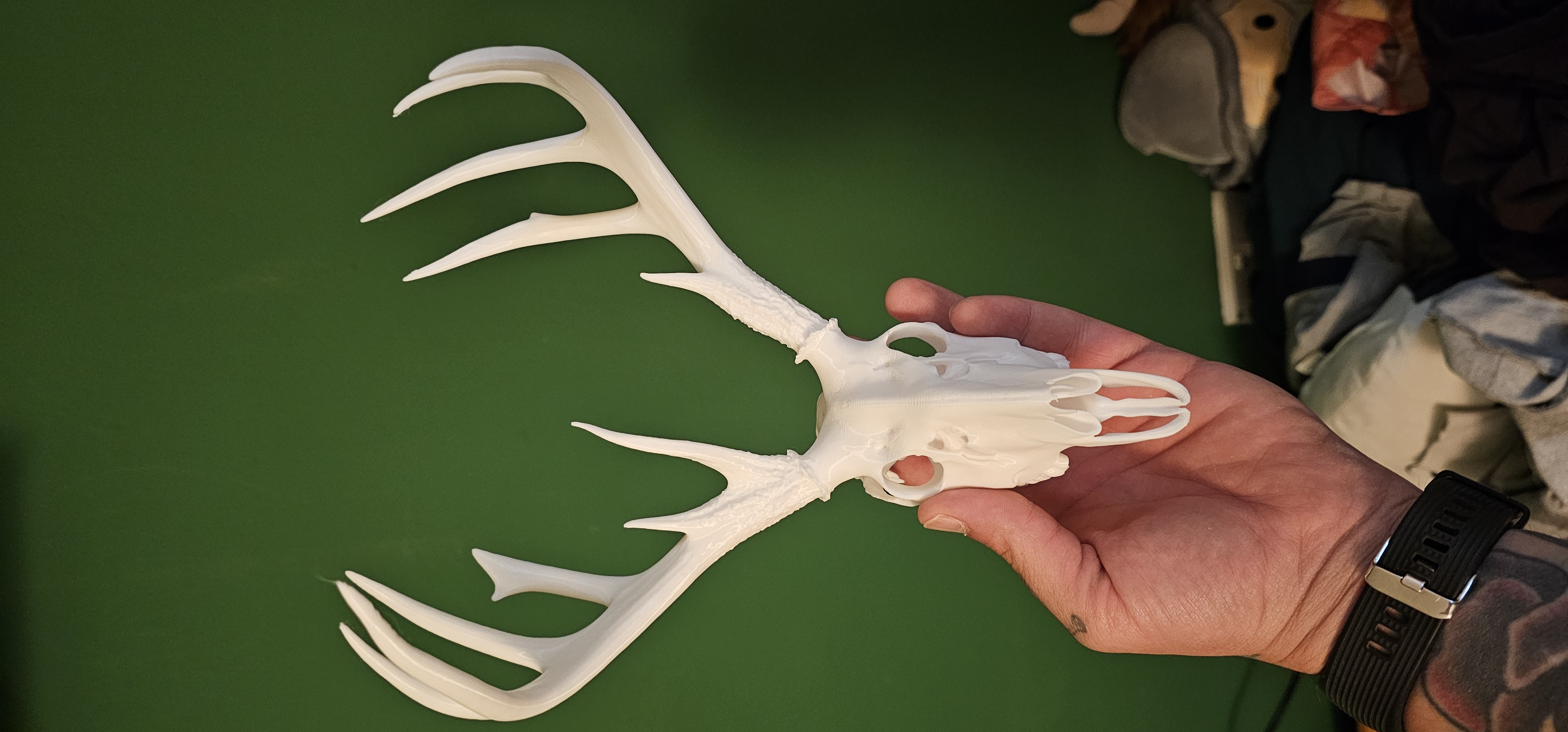 Deer skull with antlers