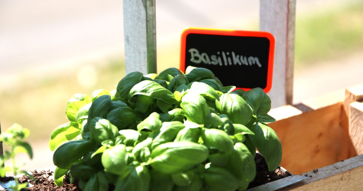 Simple Chalkboard Plant Label by Steffen Download free STL model