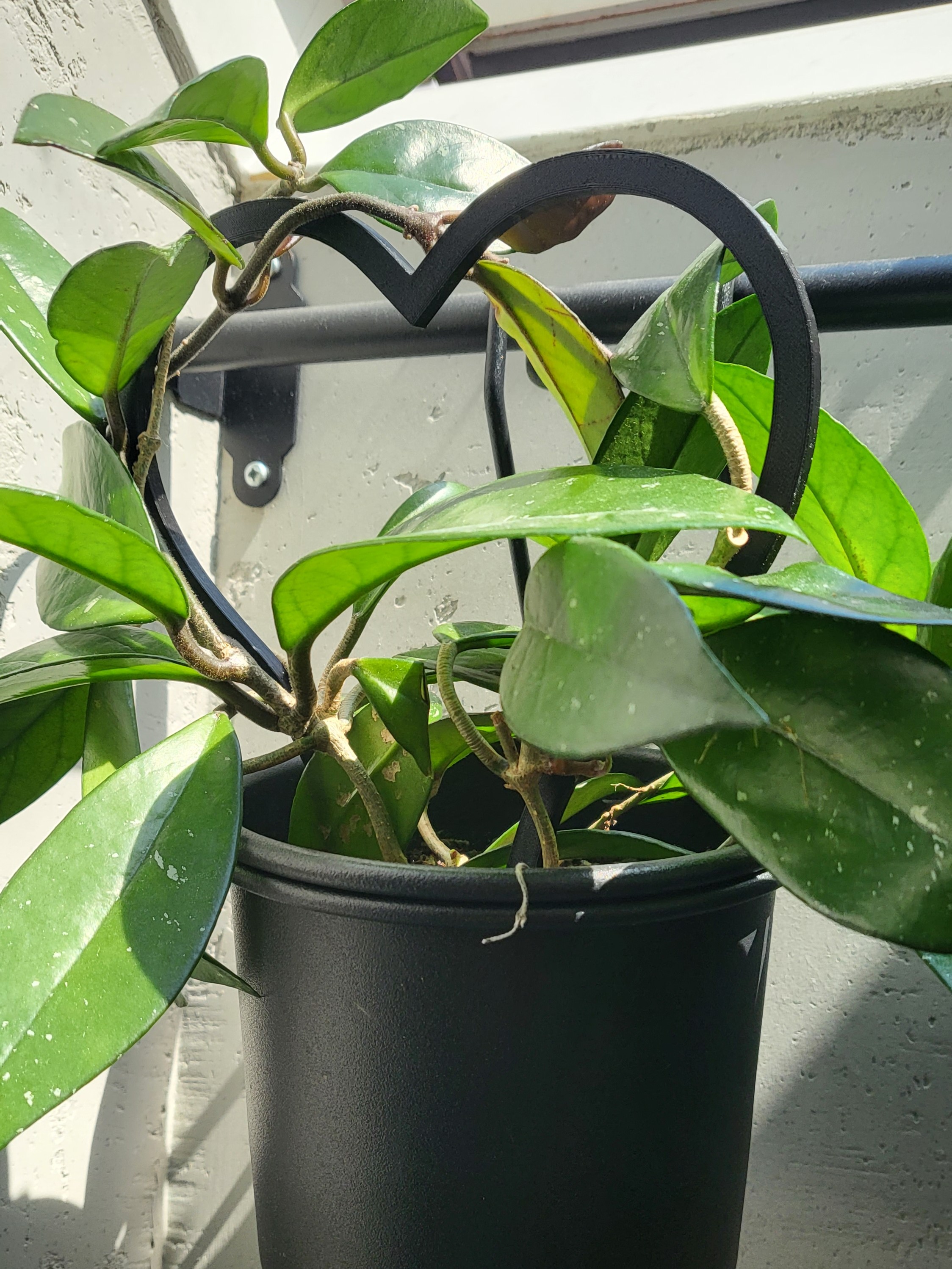 Heart shaped plant support