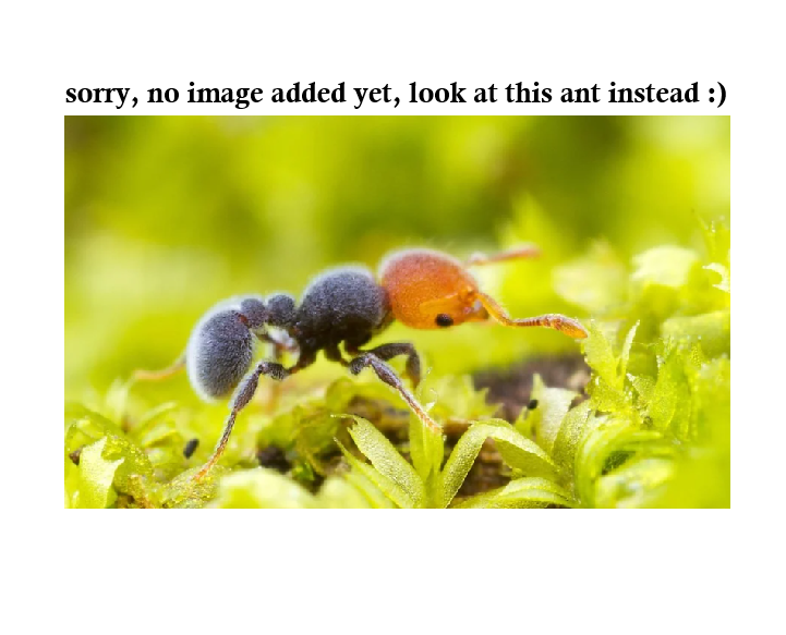ant protein feeding dish