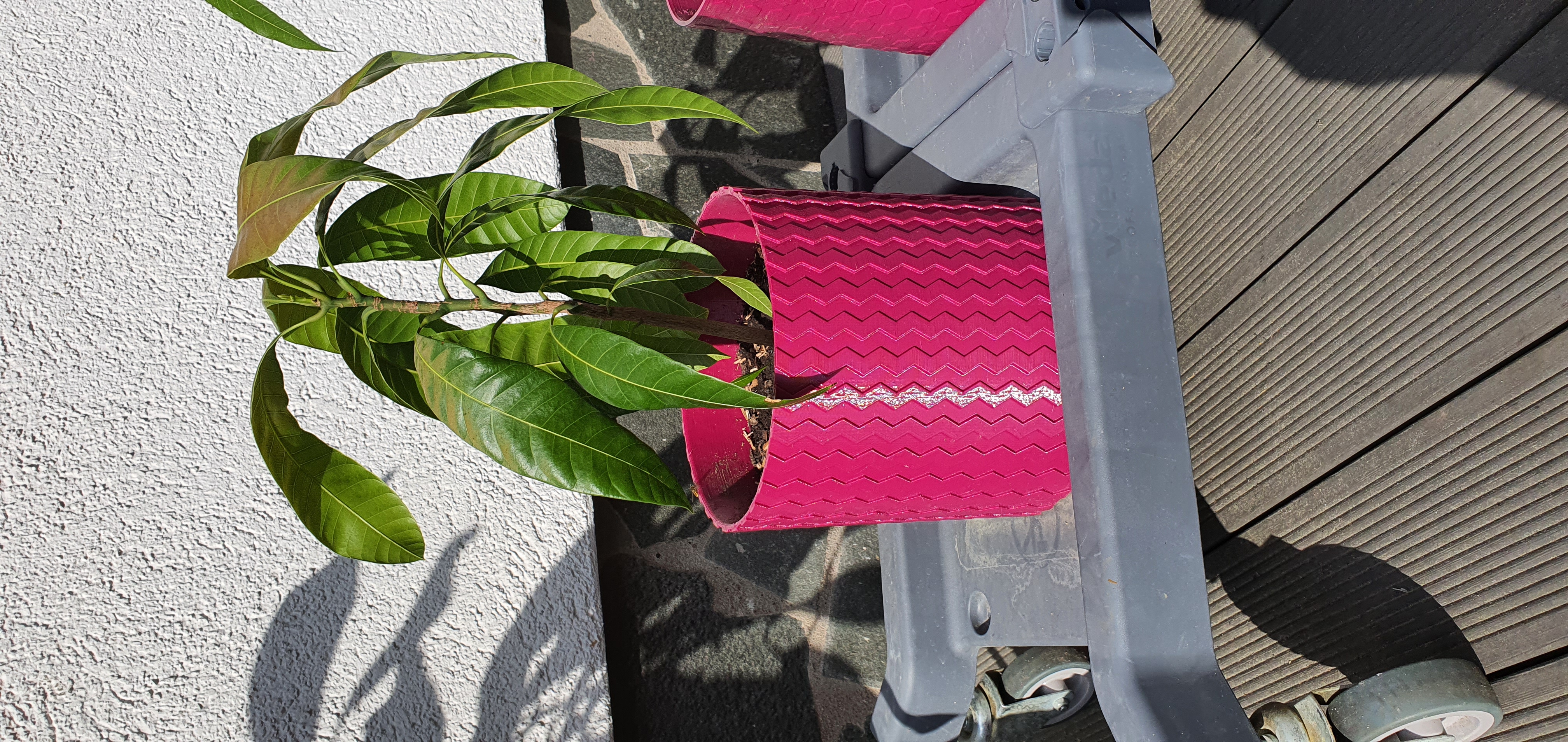 Mango Planter, Big Strong Planter Pot