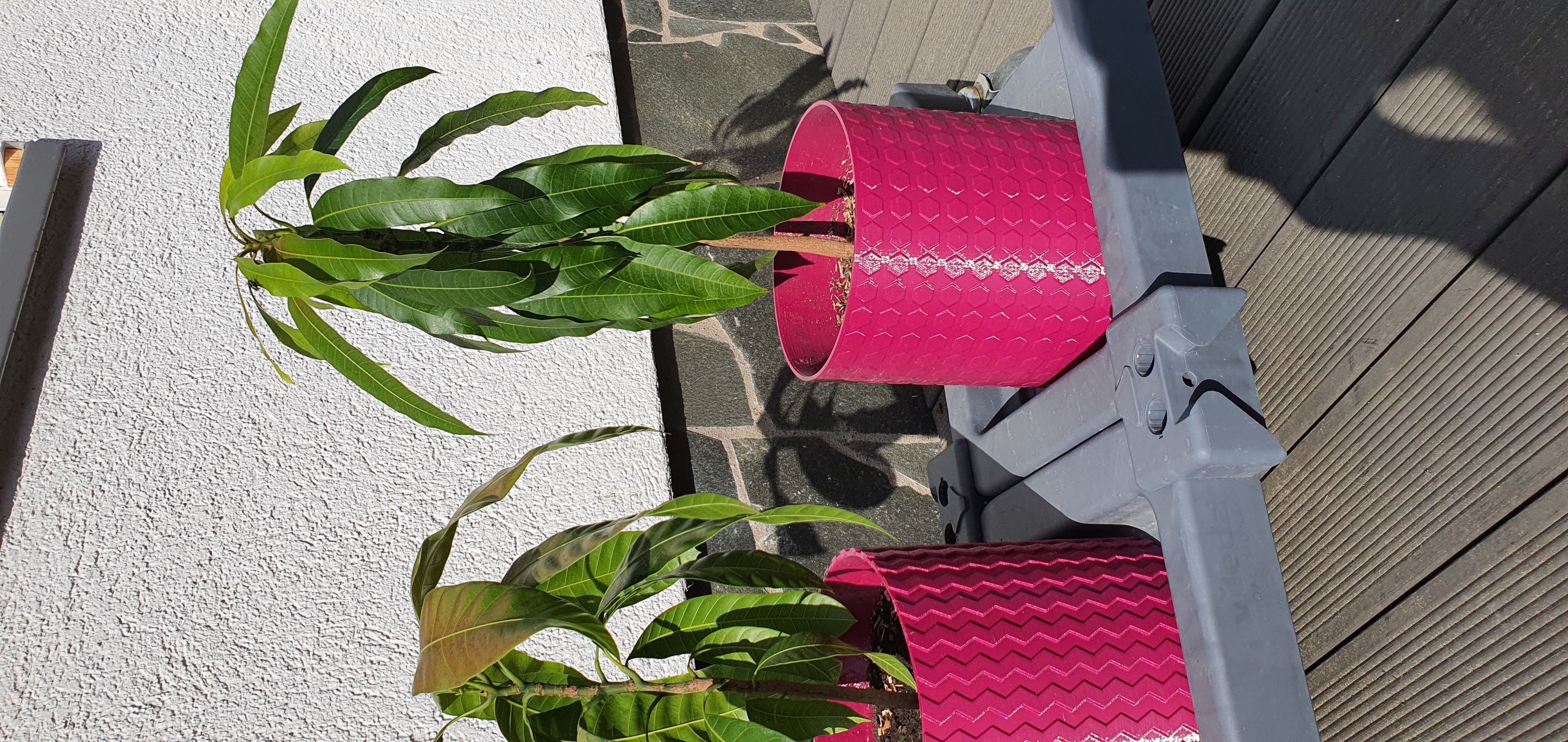 Mango Planter with hexagons