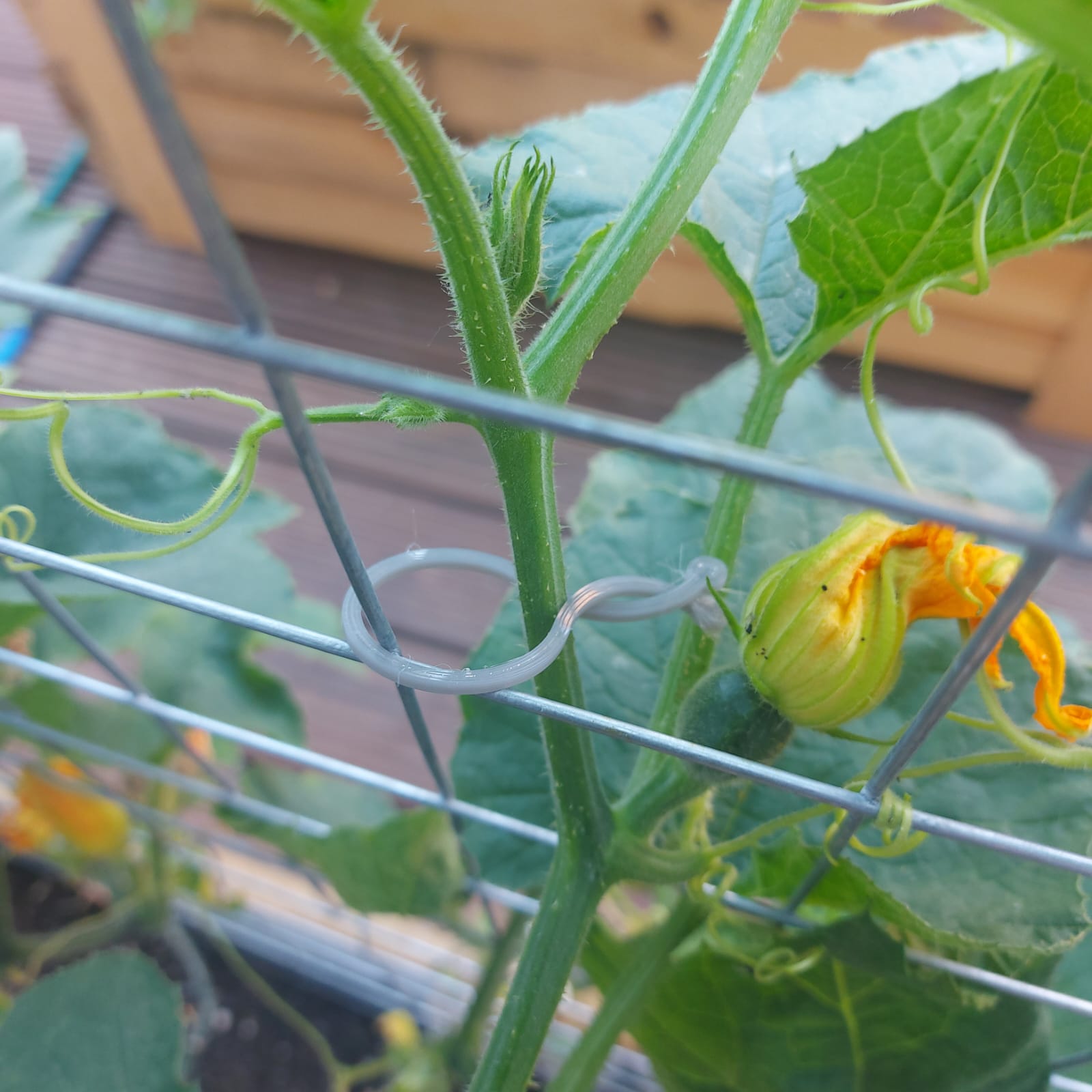 Easy Fast Plant Clip by GRath Download free STL model