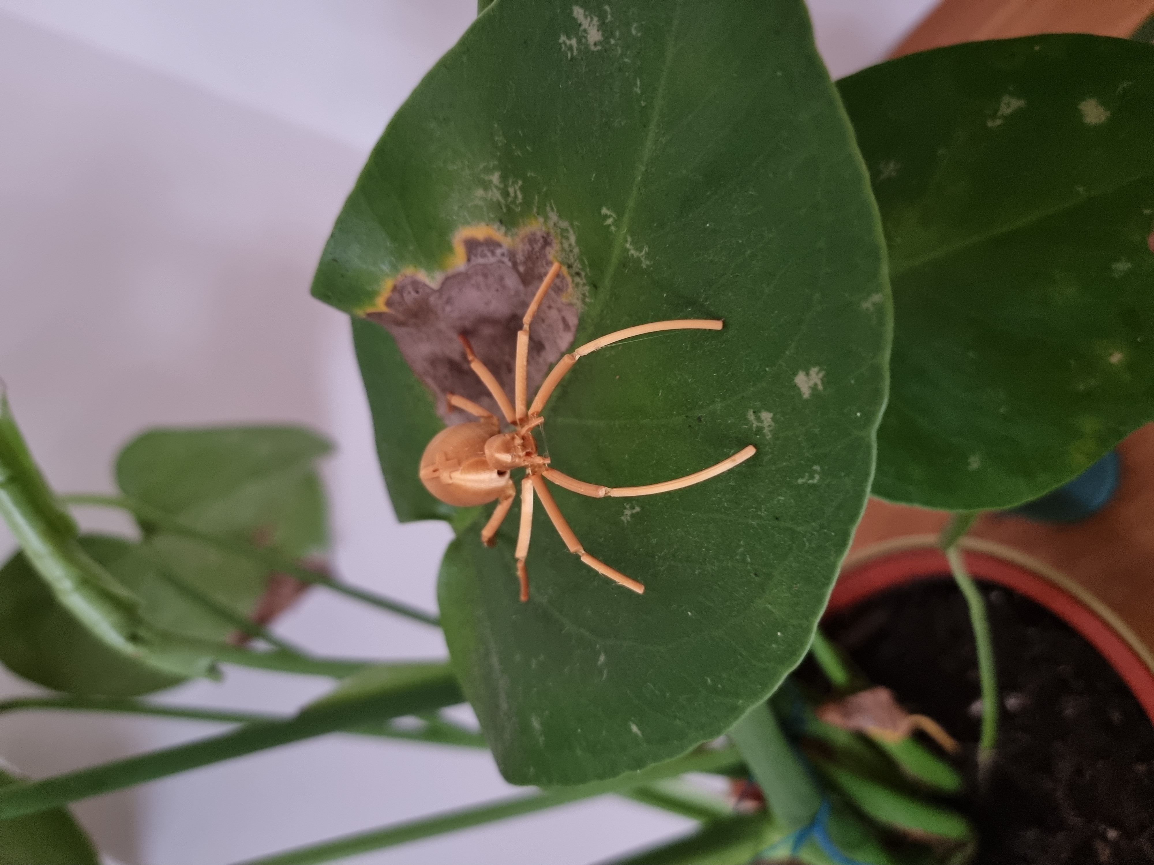 Miniatura 2 do modelo 3D Flexi Spider
