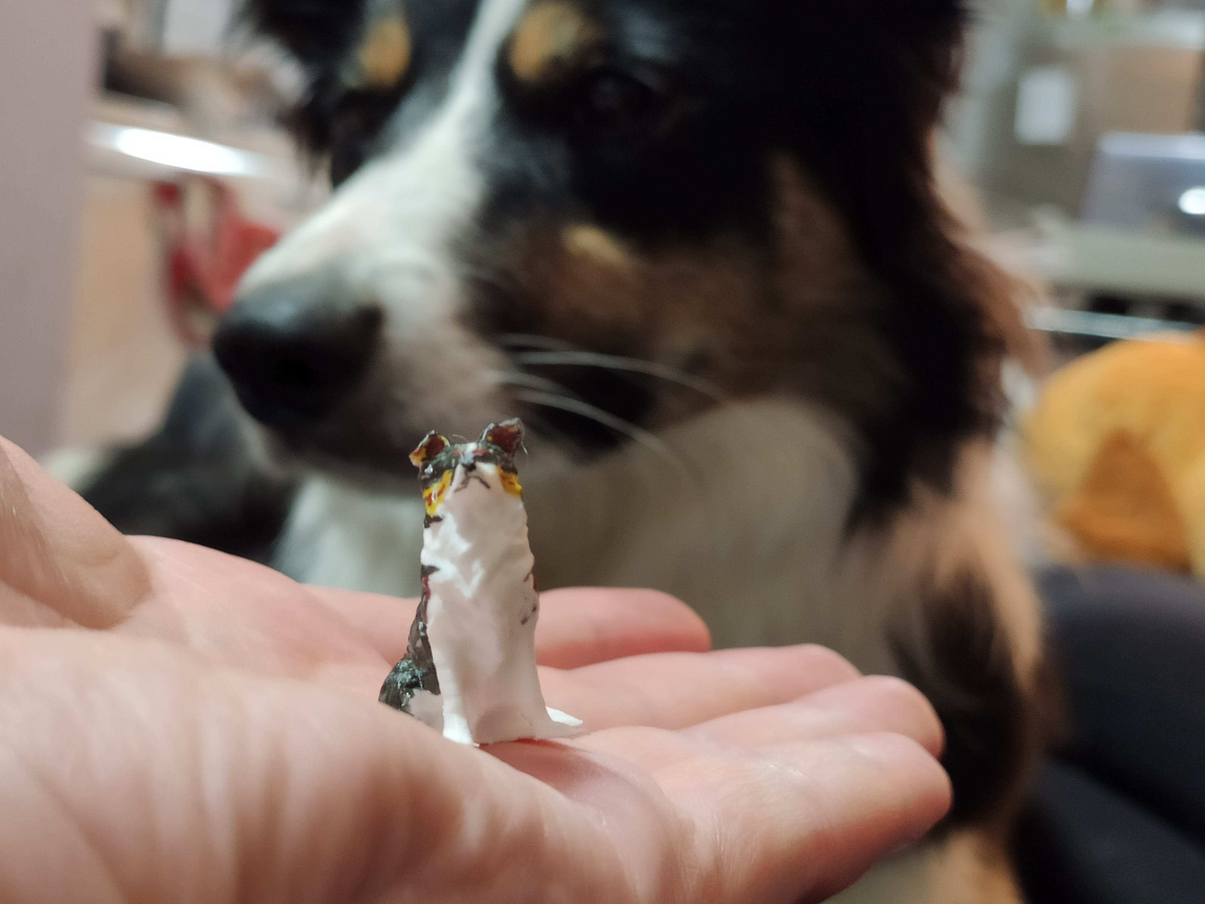 Border collie dog - slightly remodeled