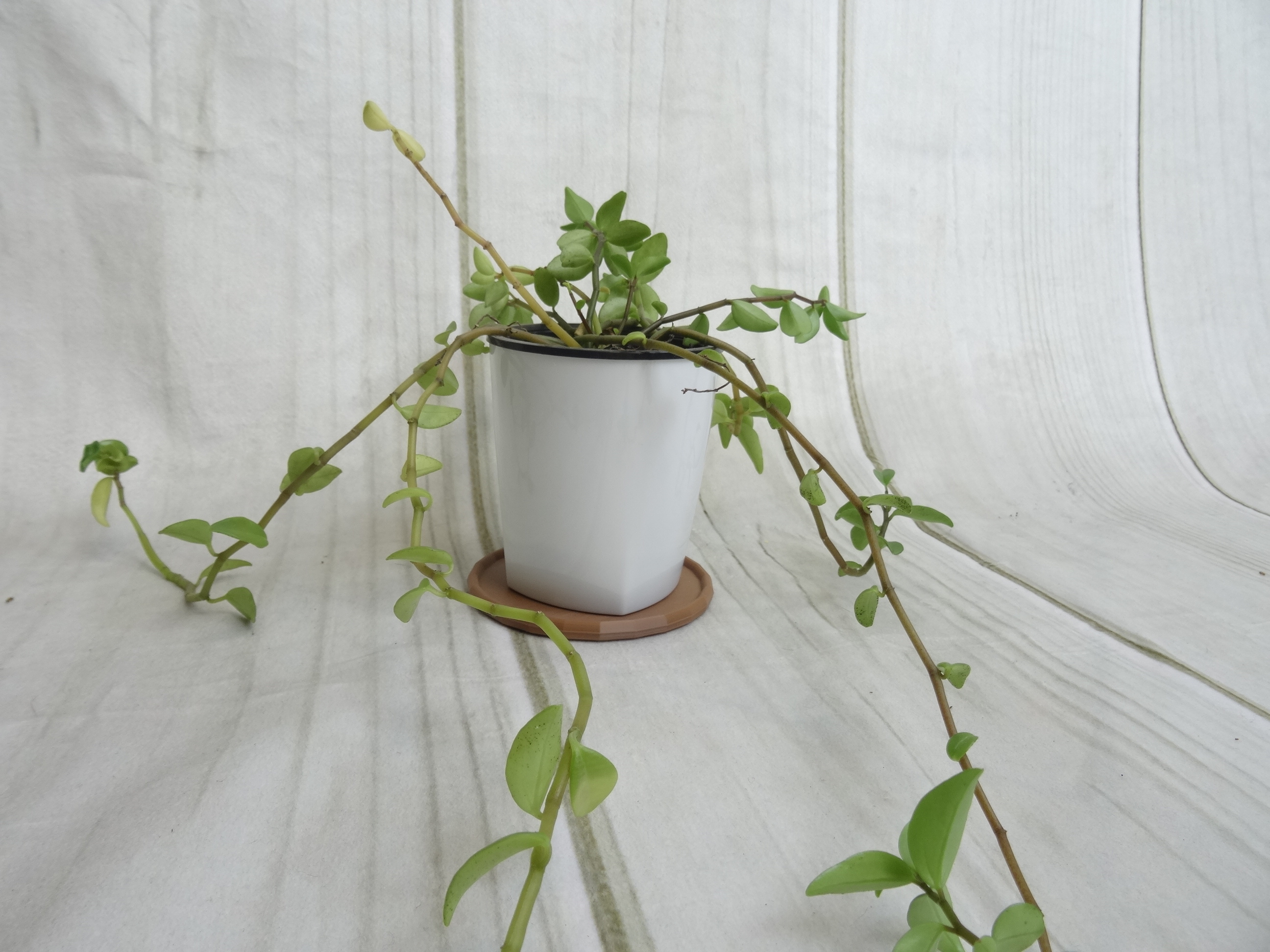 plant pot coaster
