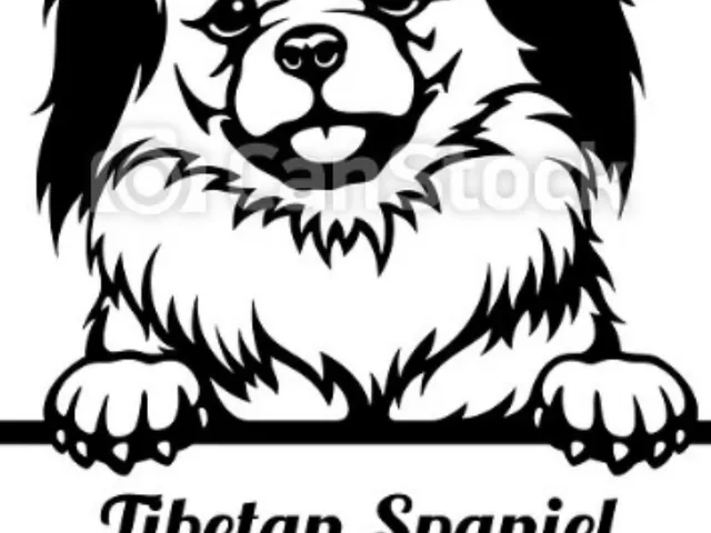 tibetan spaniel