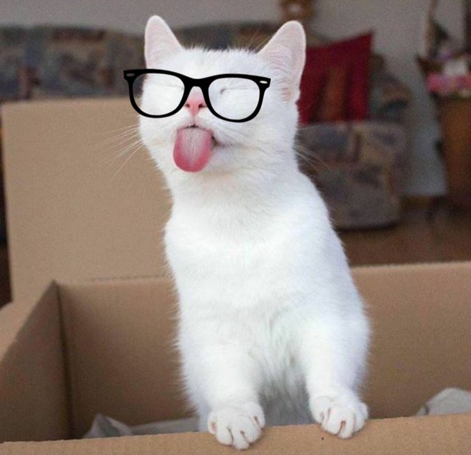 Brick Compatible Internet Cat