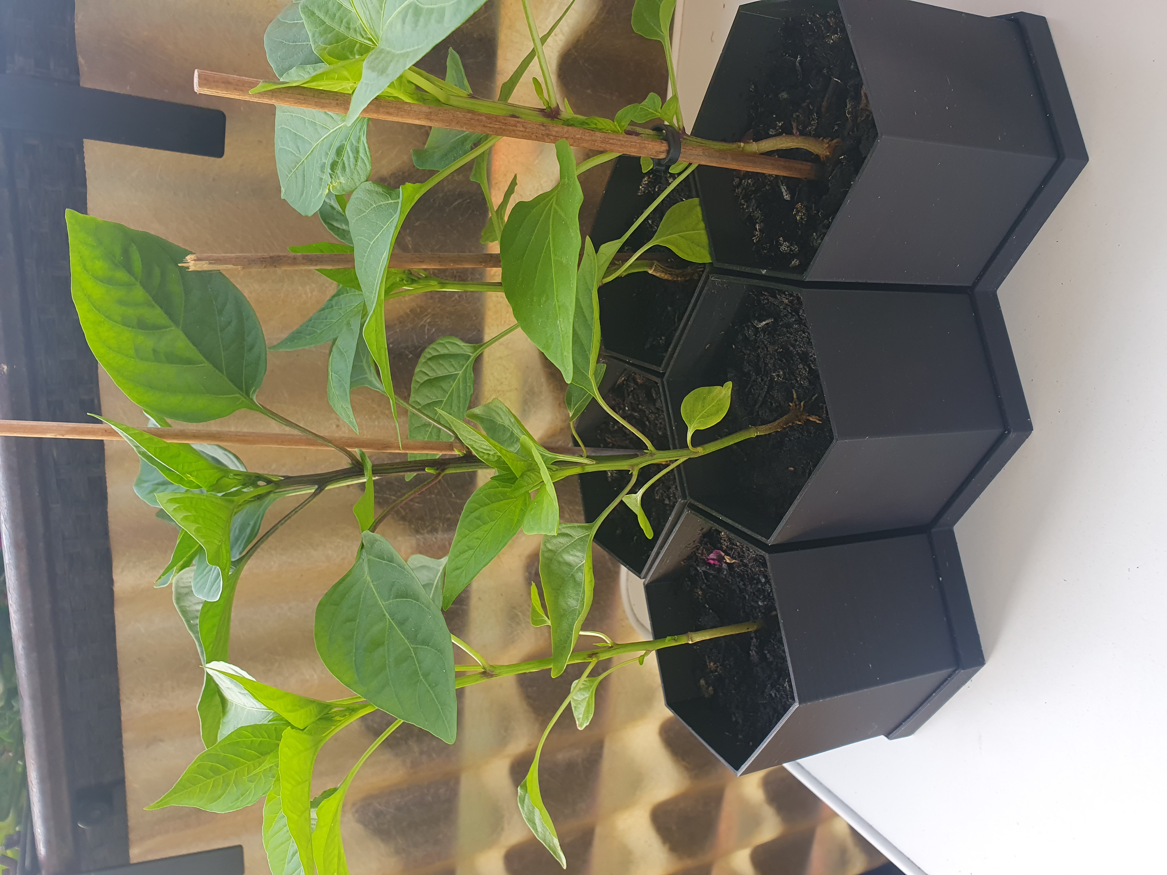 Planter Hexagon