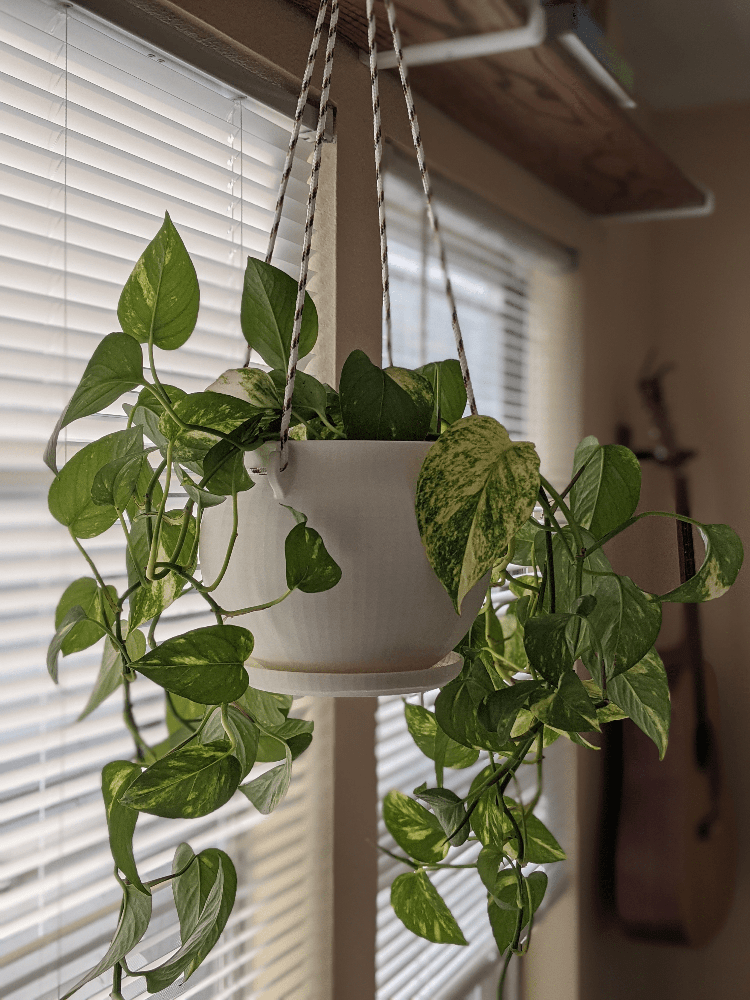 Hanging Pot with Drainage Dish