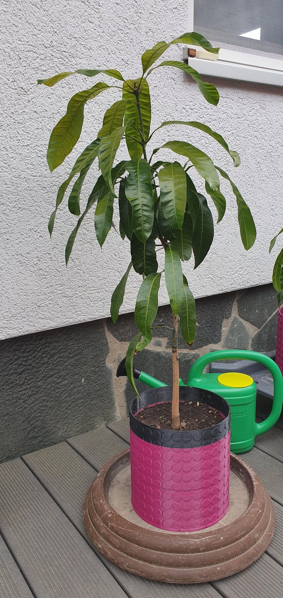 Mango Planter with circles