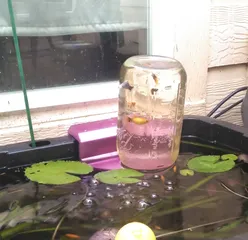 Ball Jar Inverted Aquarium