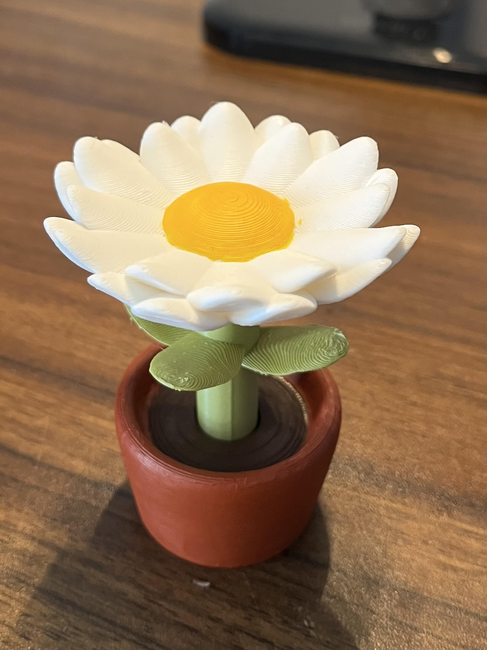 Daisy Flower in a Pot