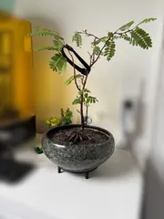 Bonsai raiser and drip tray