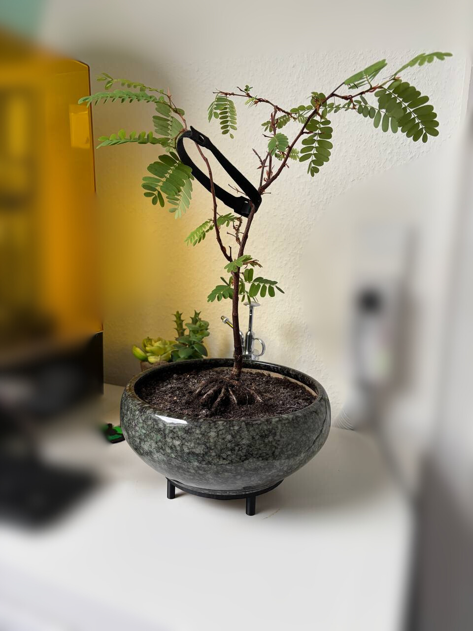 Bonsai raiser and drip tray