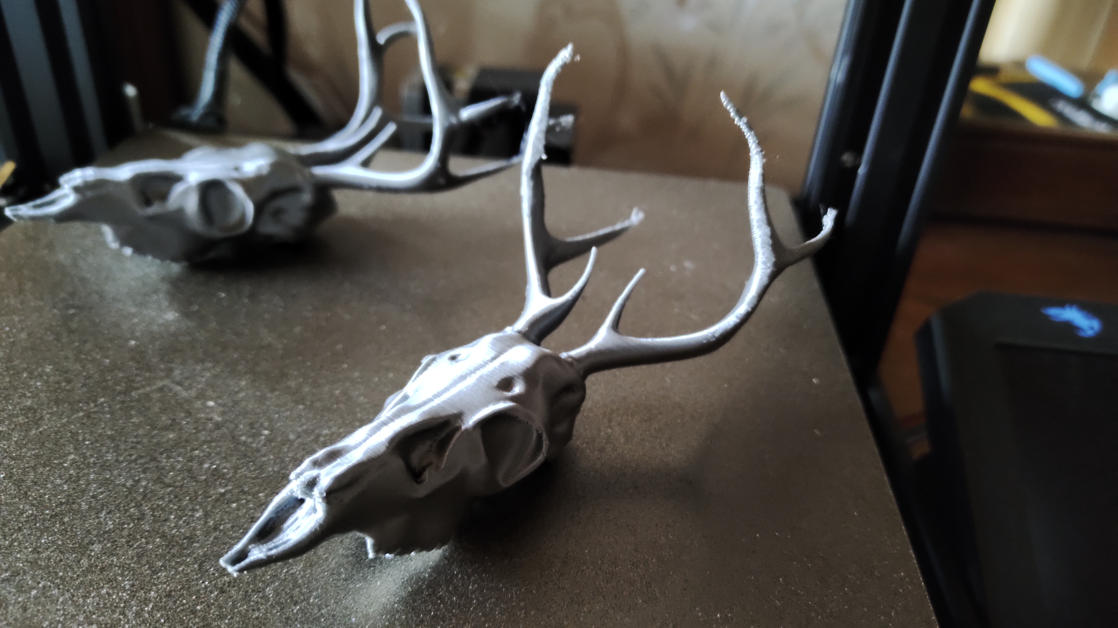 Small Deer Skull