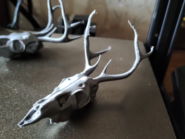 Small Deer Skull
