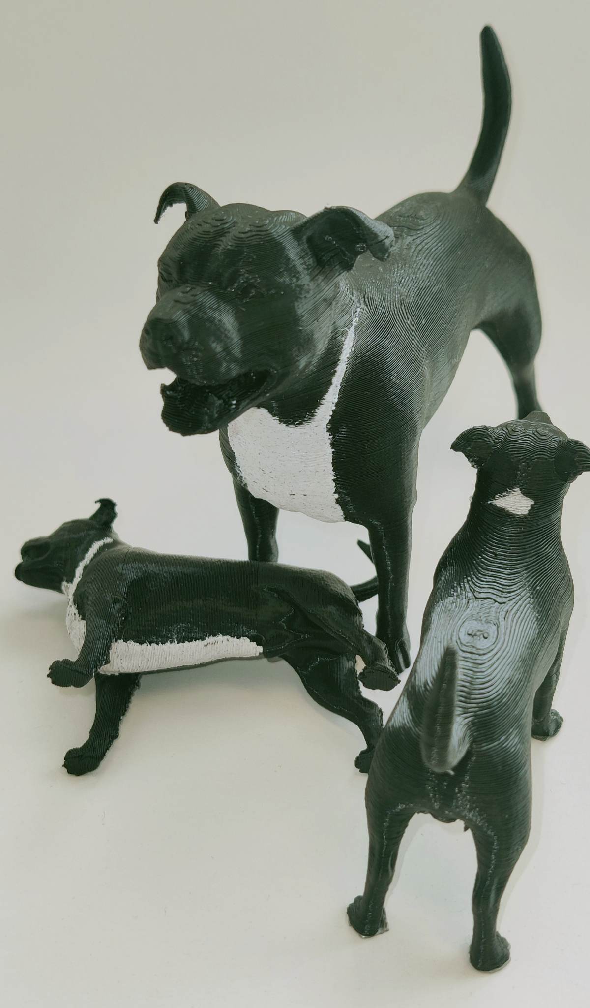 Staffy - Dual color
