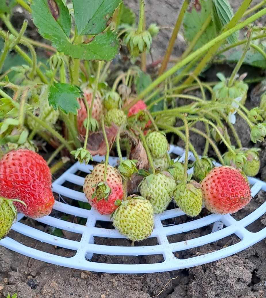 Strawberry support — miniatura 2