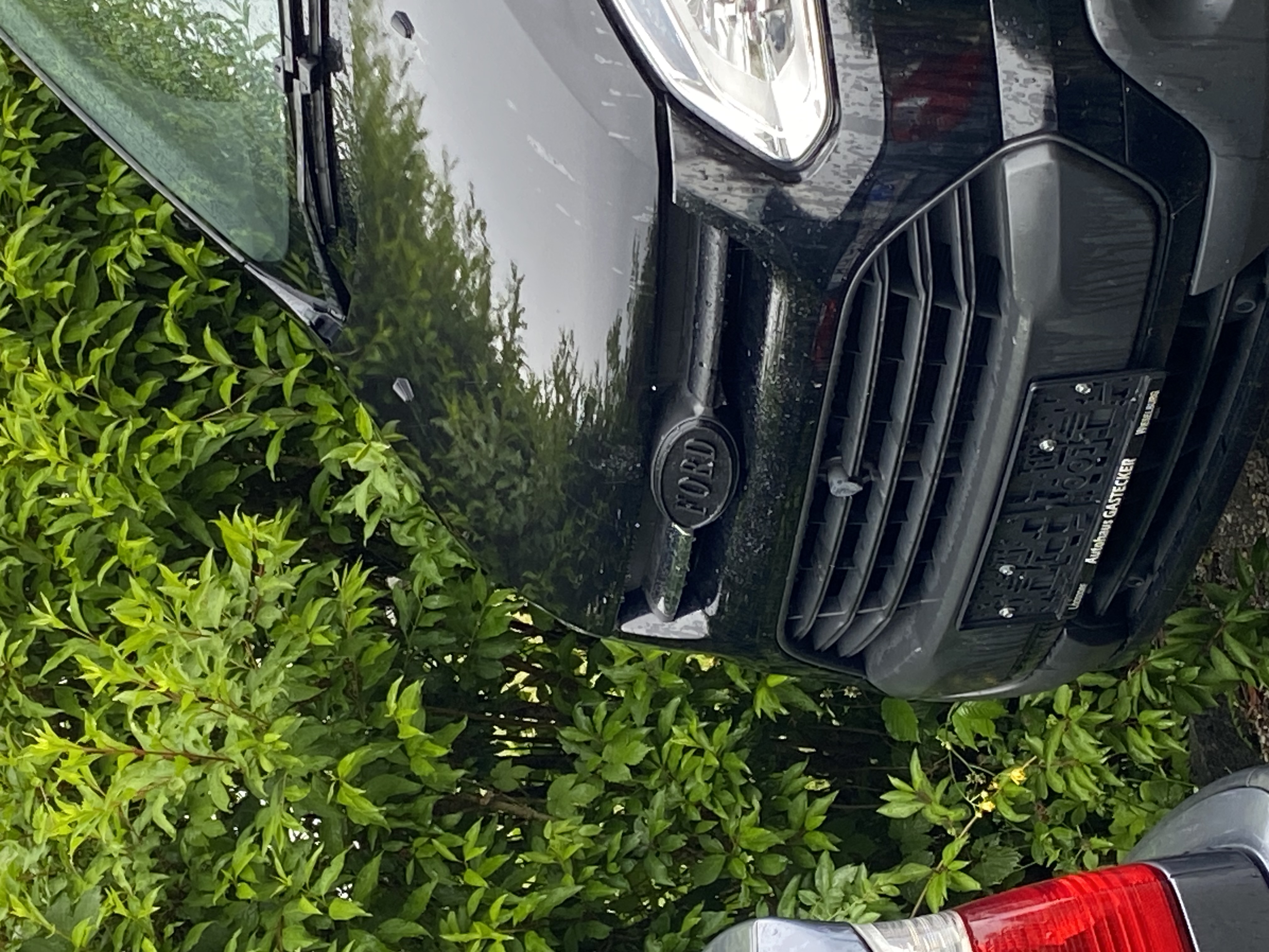Ford-Logo vorne