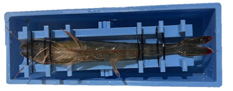 Artificial Insemination Shrimp Rack (AISR) V3.2.0