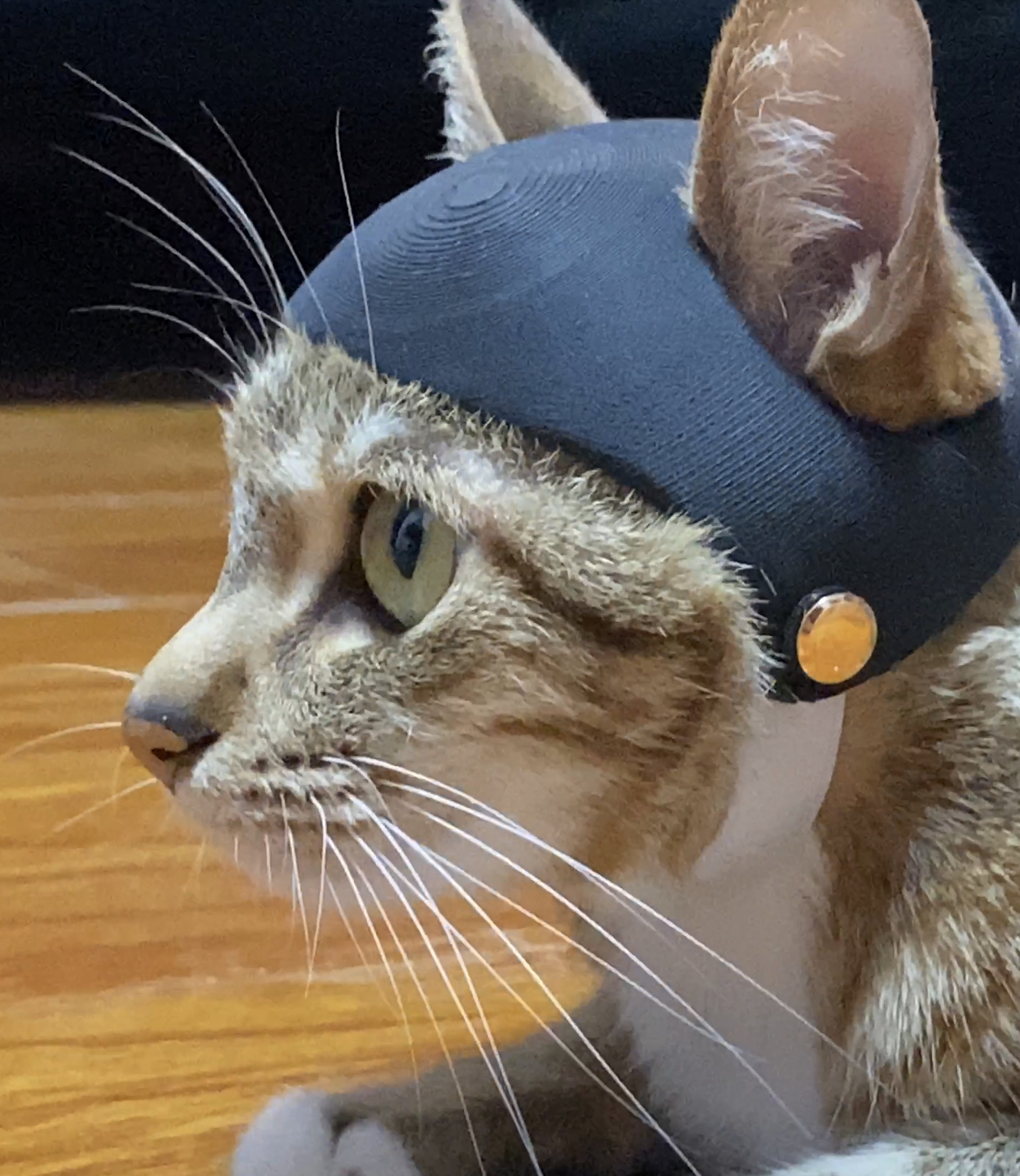 Cat Helmet