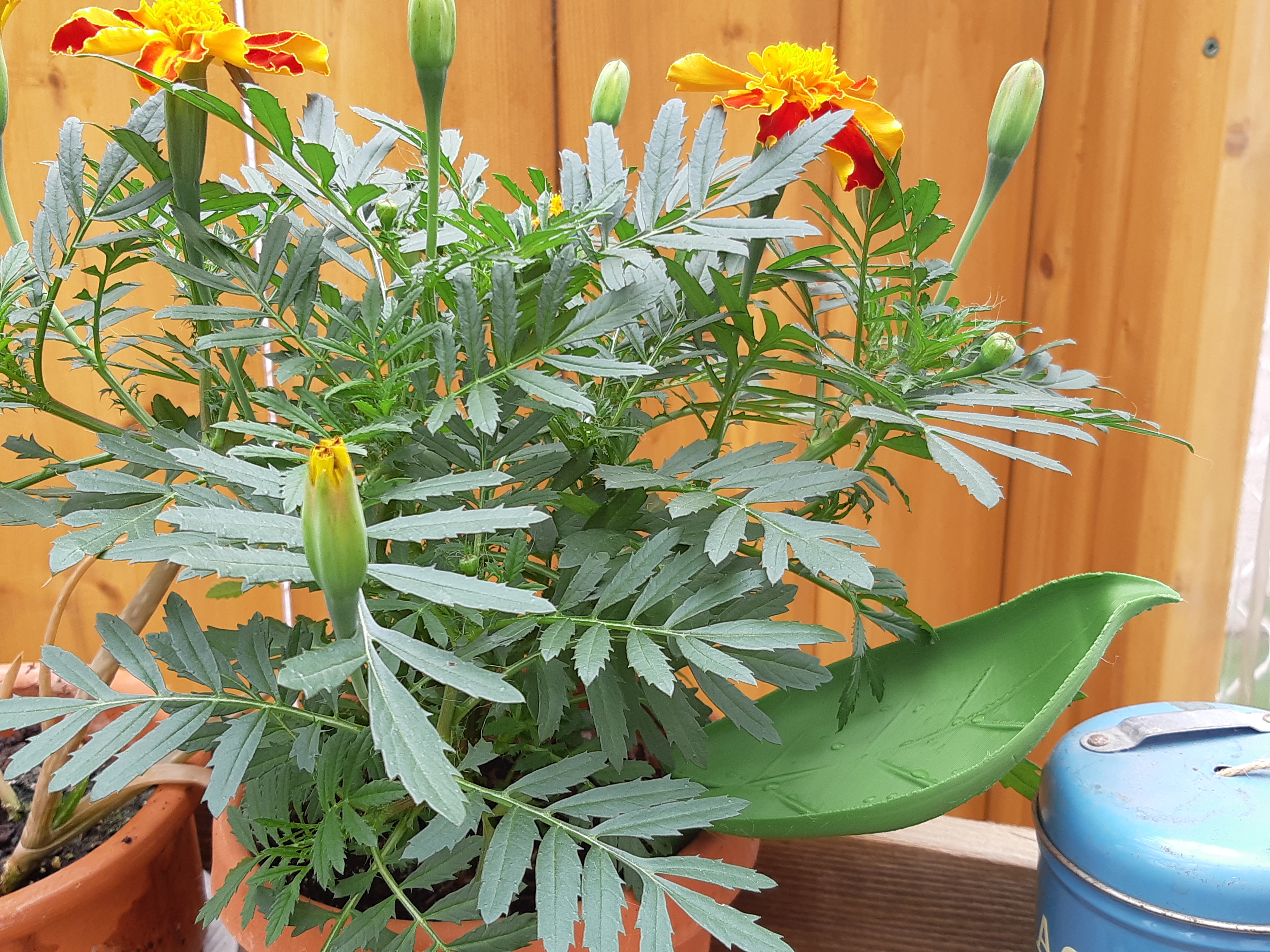 Miniatura 2 do modelo 3D Watering Funnel Leaf