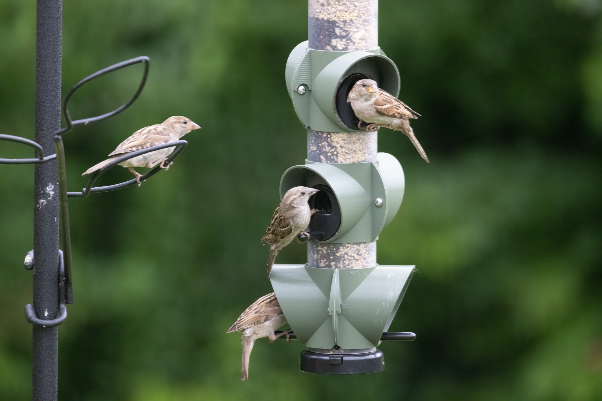 Bird feeder limiter shields by Parsingphase Download free STL model