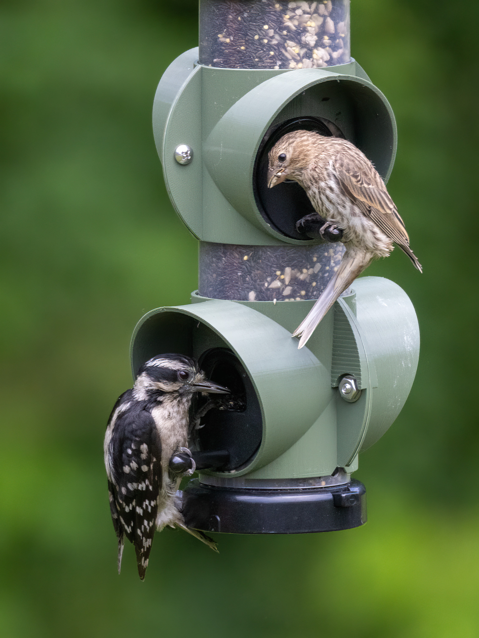 Bird feeder limiter shields by Parsingphase Download free STL model