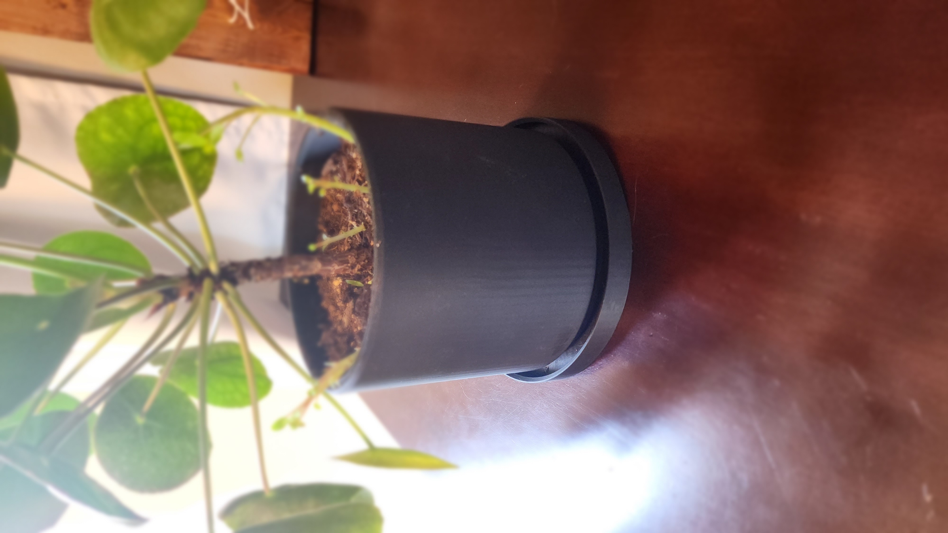 Cylindrical Pot