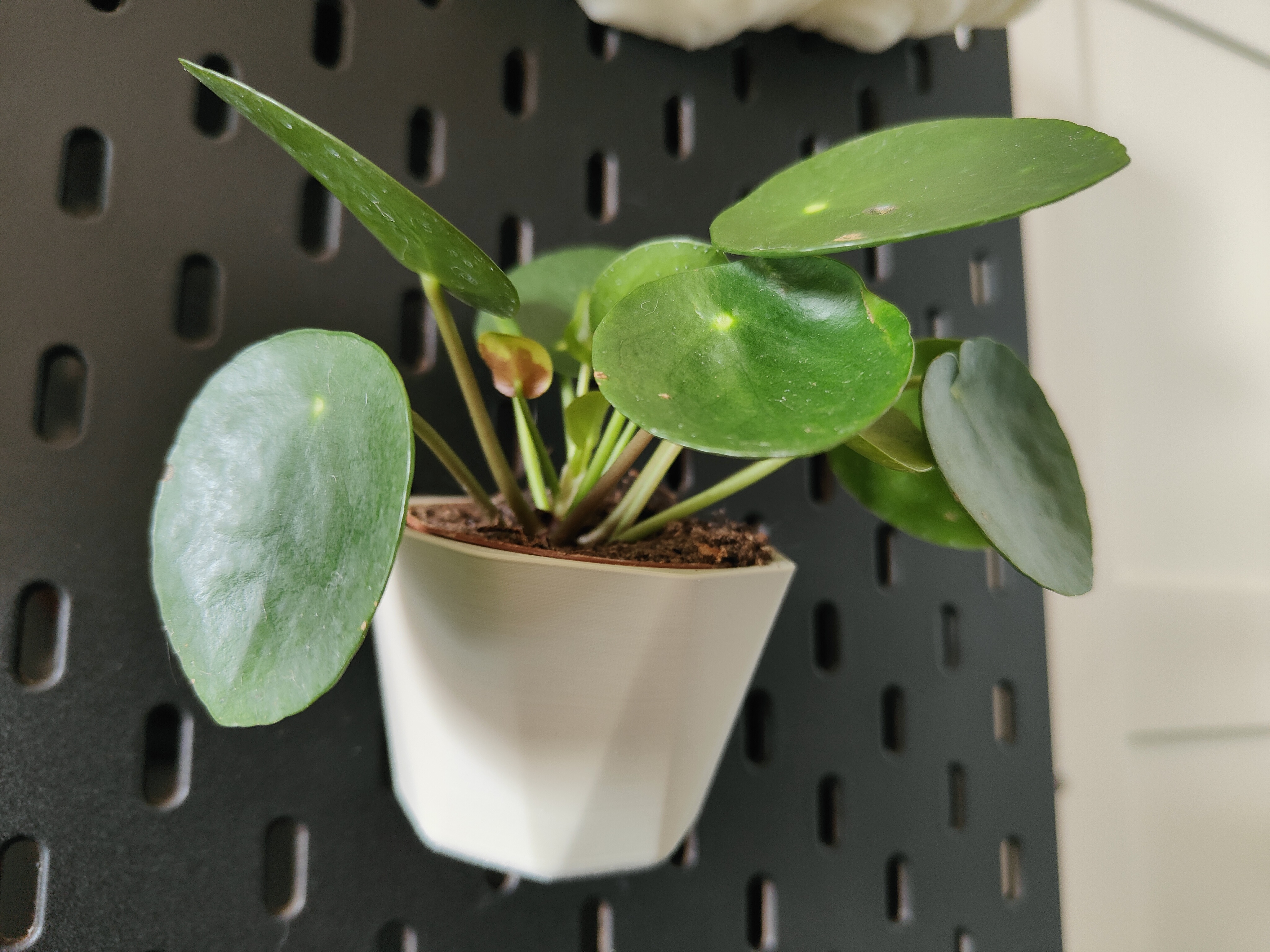 SKADIS Plant Pot Stylized