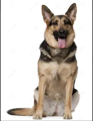 German Shepherd Dog Sitting Pose