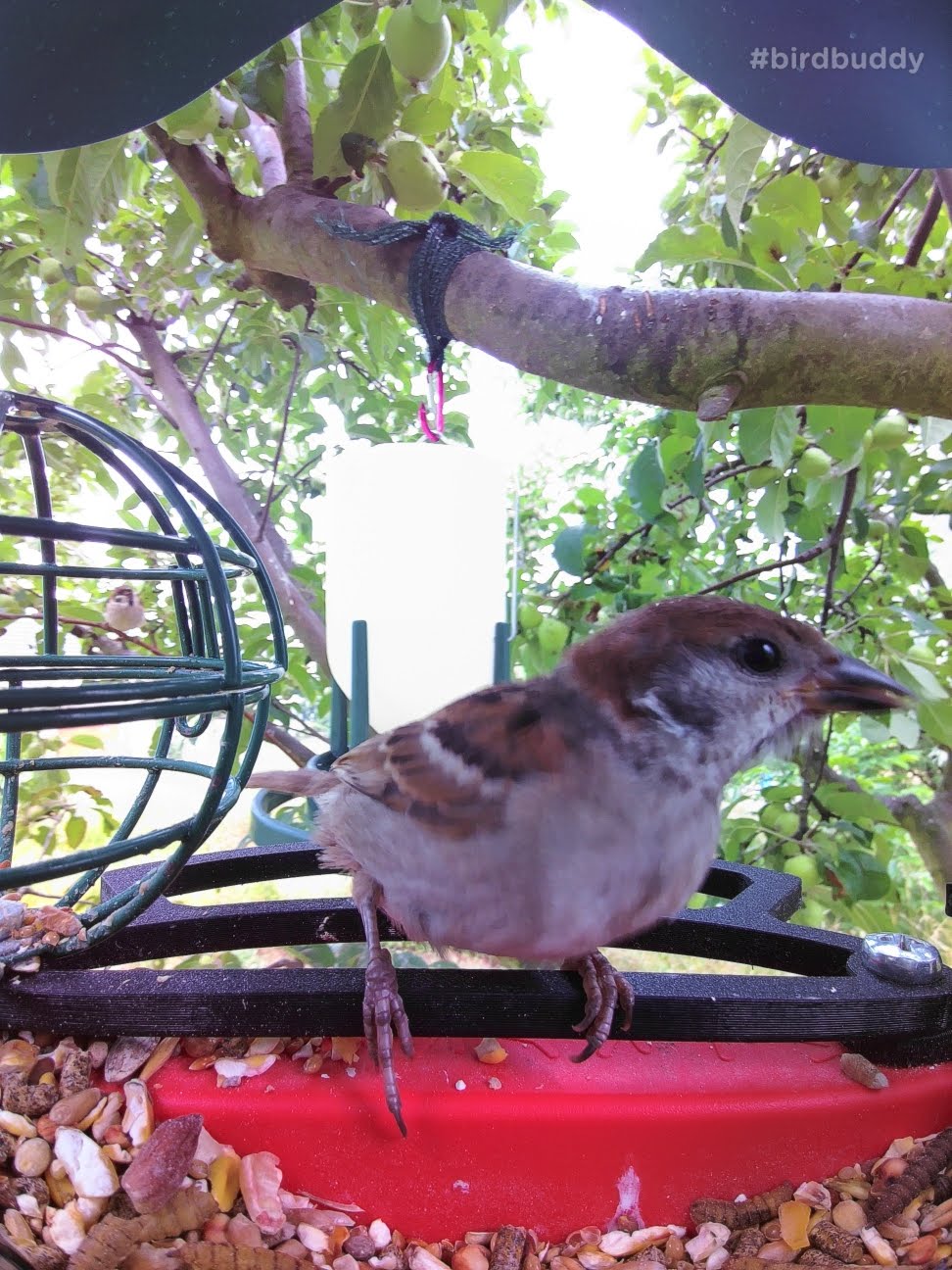 Bird Buddy Front Perch Improved by Vlastimil Download free STL model