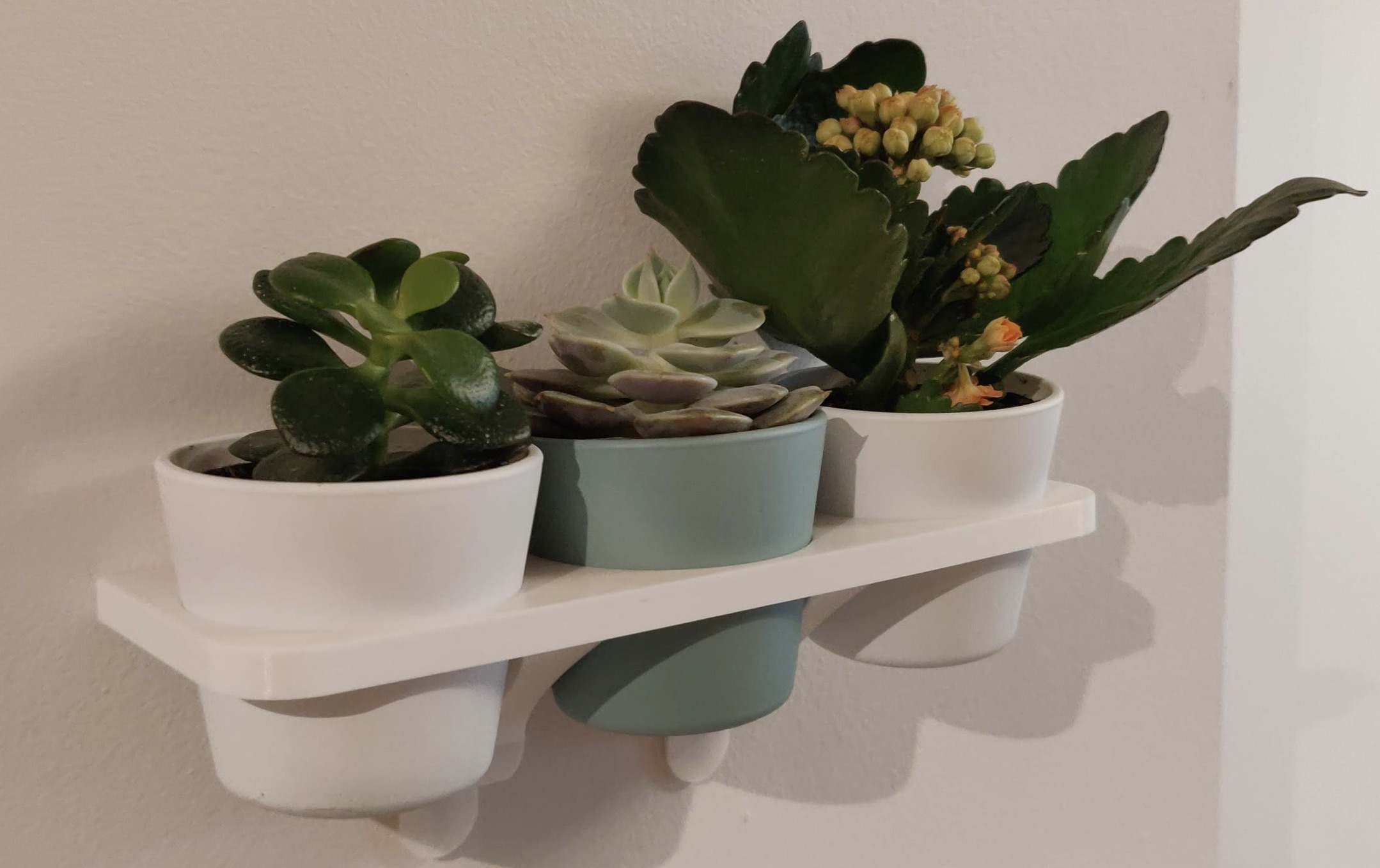 Shelf for Succulents