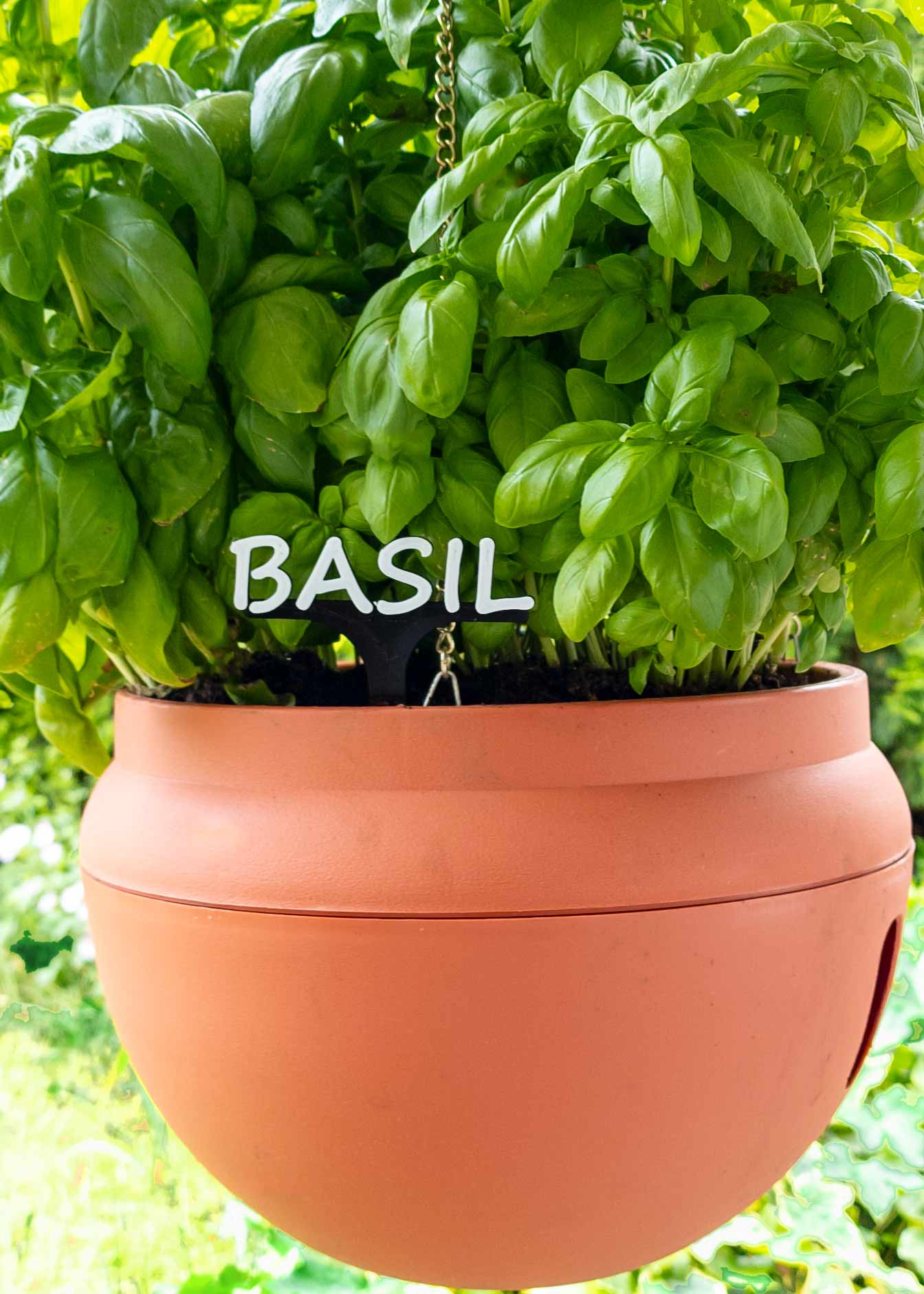 Spices and herbs signs Thyme, Oregano, Basil, Chili, Mint, Parsley by ...