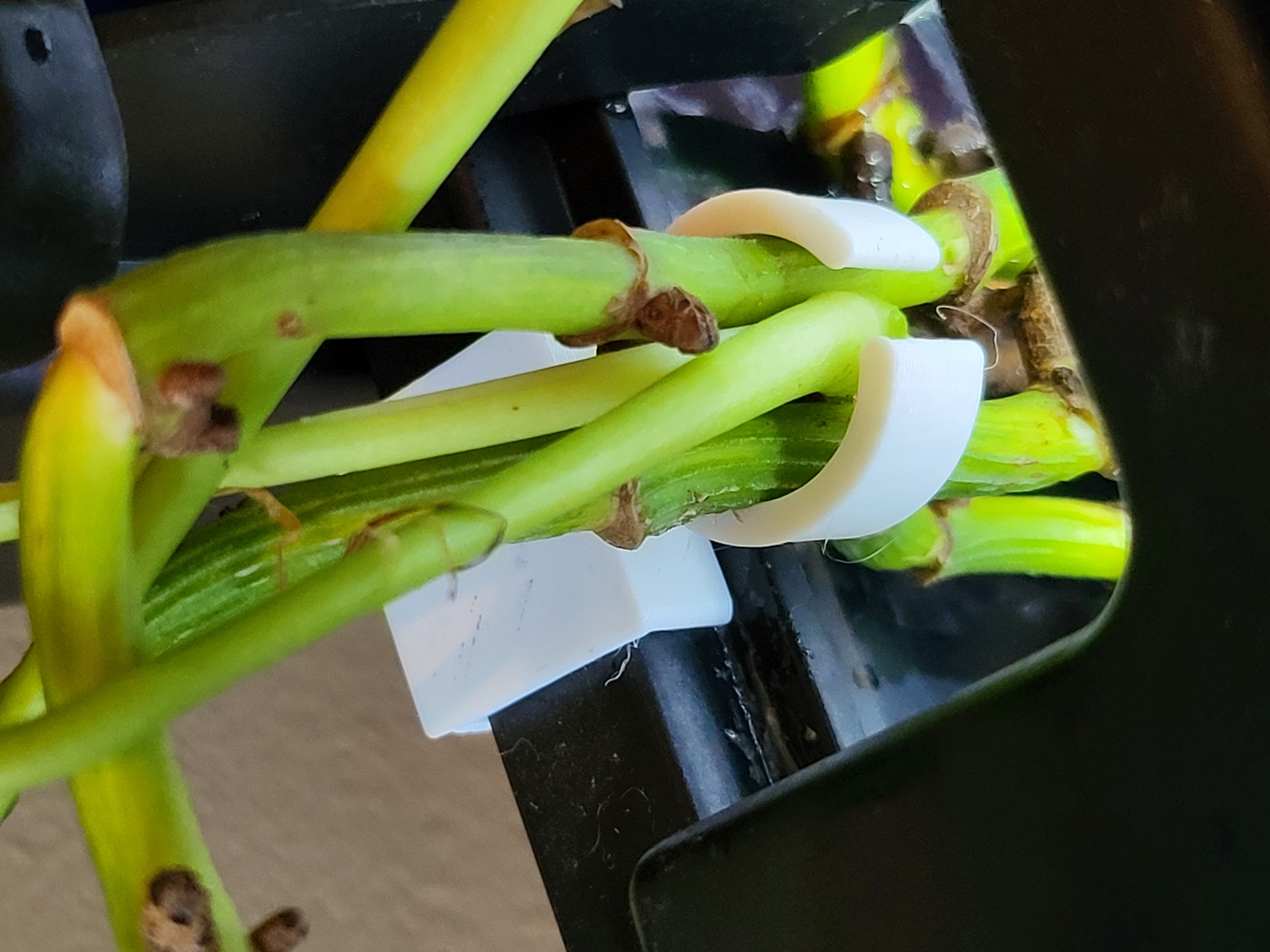 Fish Tank Plant Clip