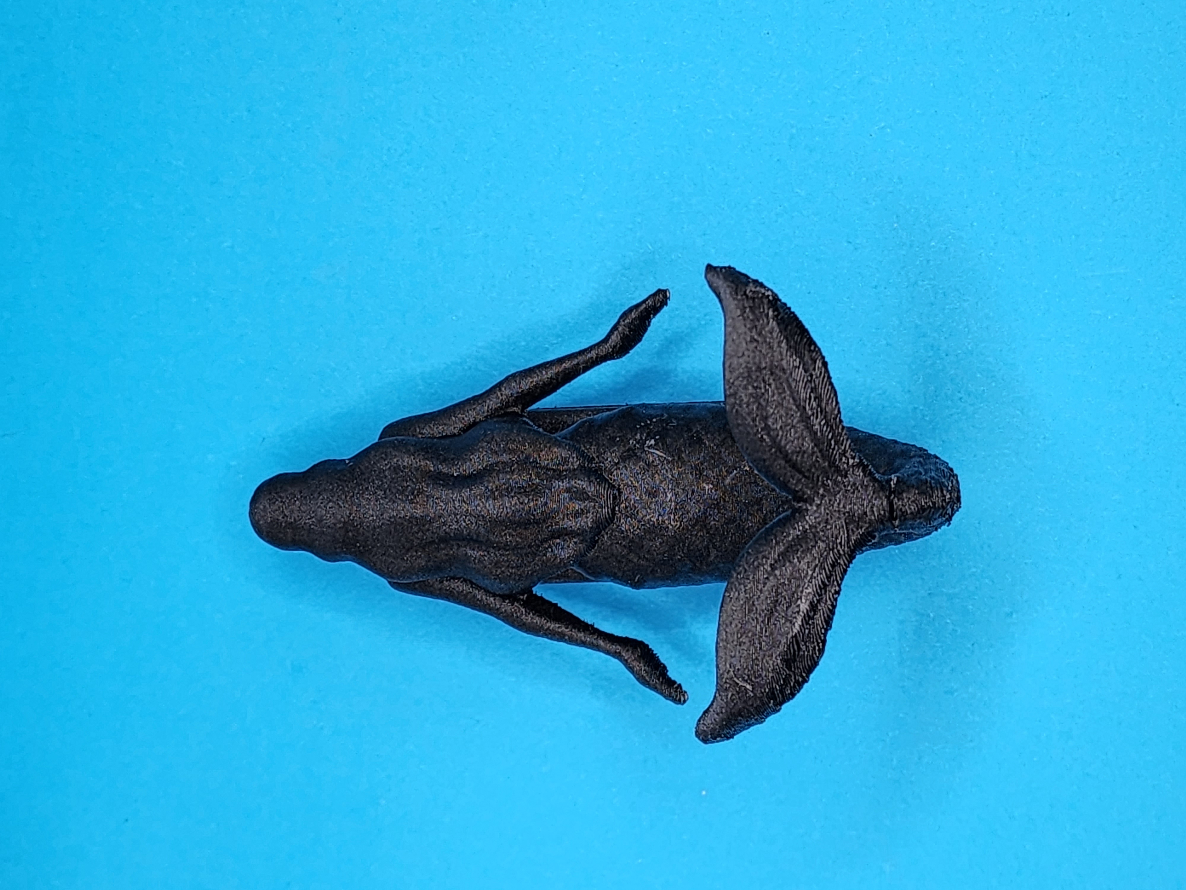 Miniatura 2 do modelo 3D Modular Mermaid Hook