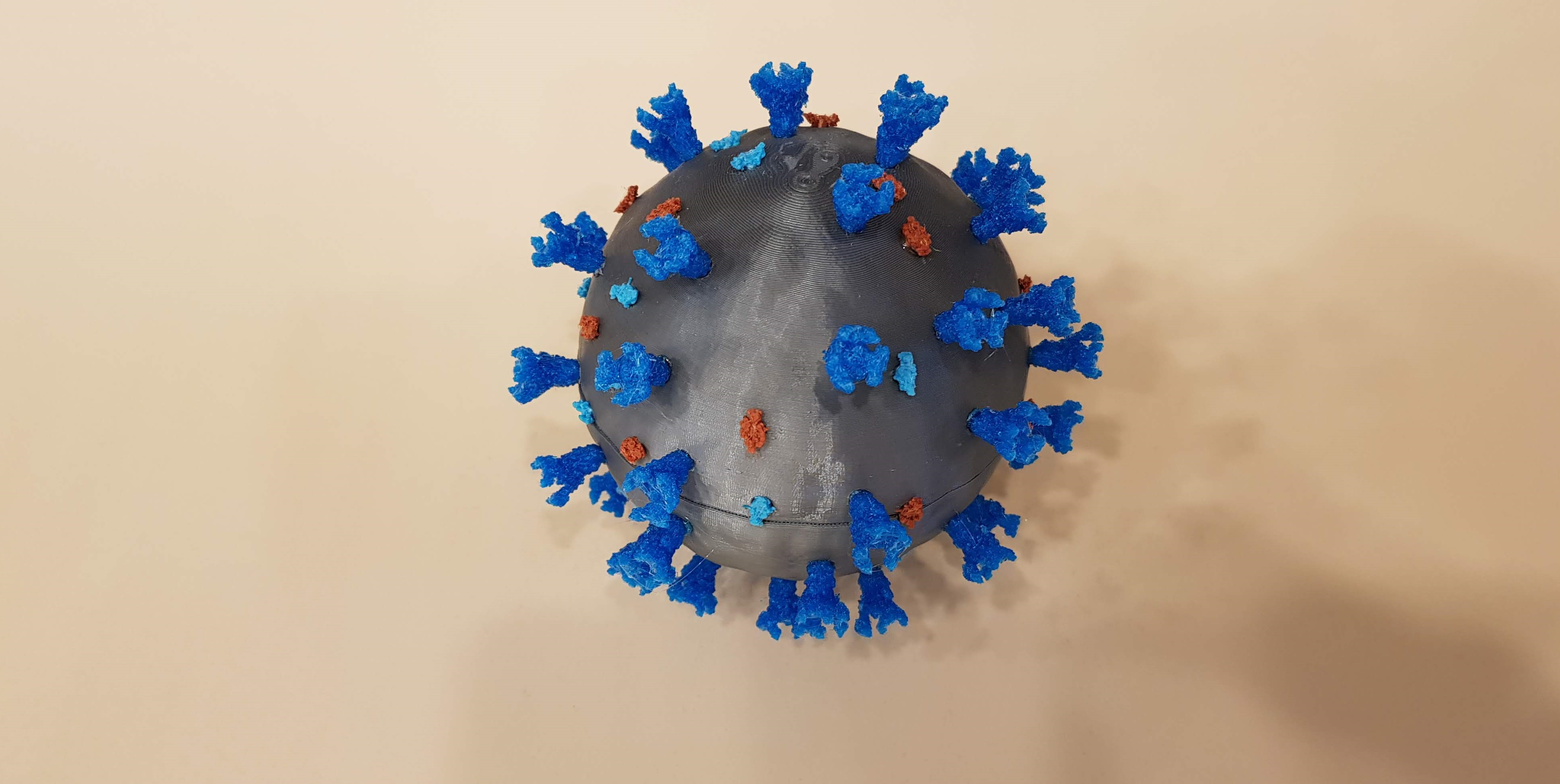 SARS-CoV-2 Model — thumbnail 3