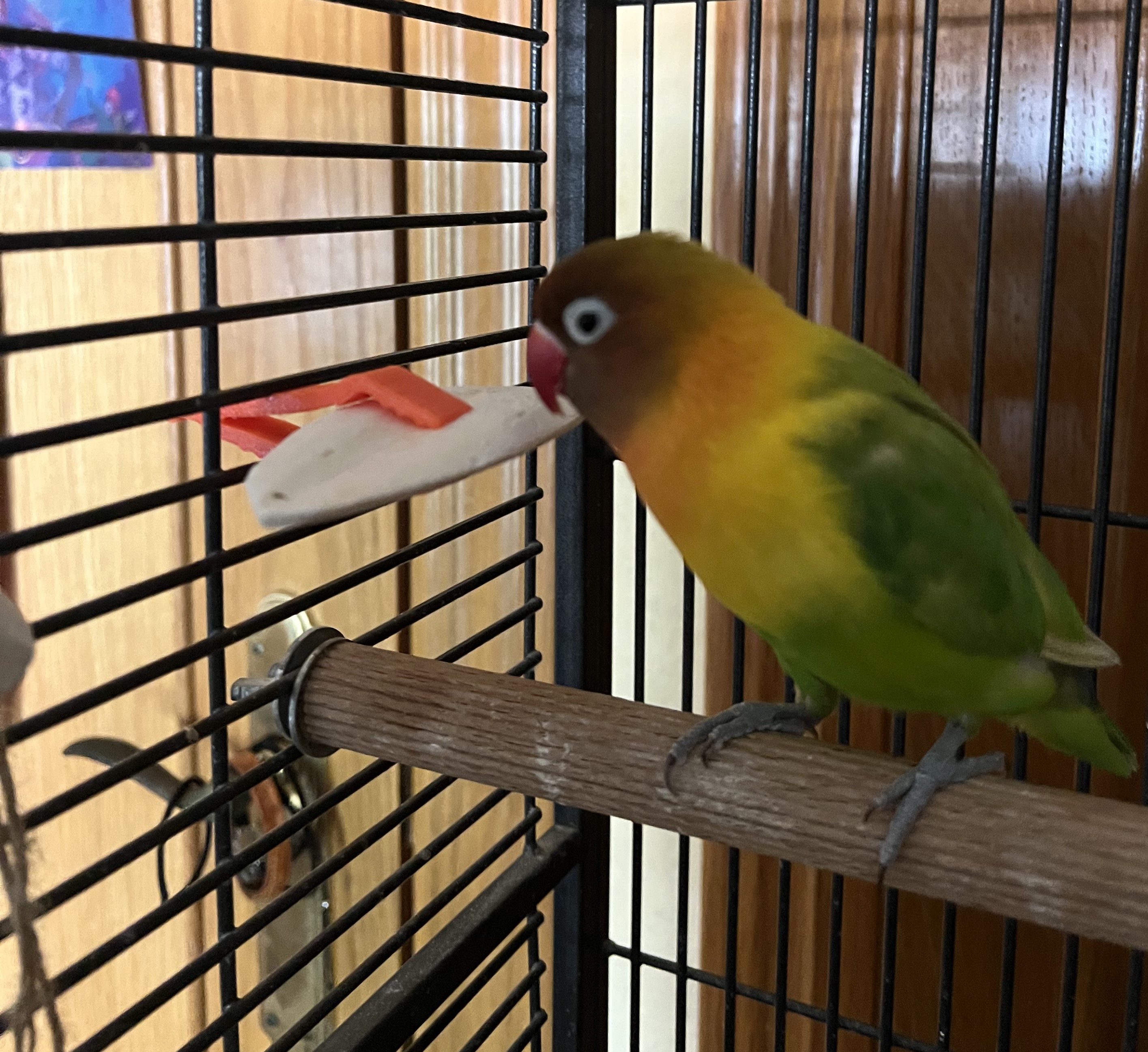Cuttlebone Holder for Bird Cages
