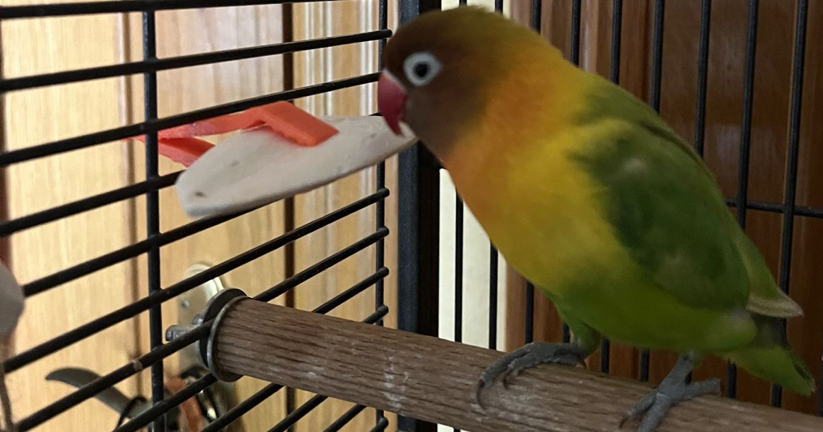 Cuttlebone Holder for Bird Cages by paururo | Download free STL model ...