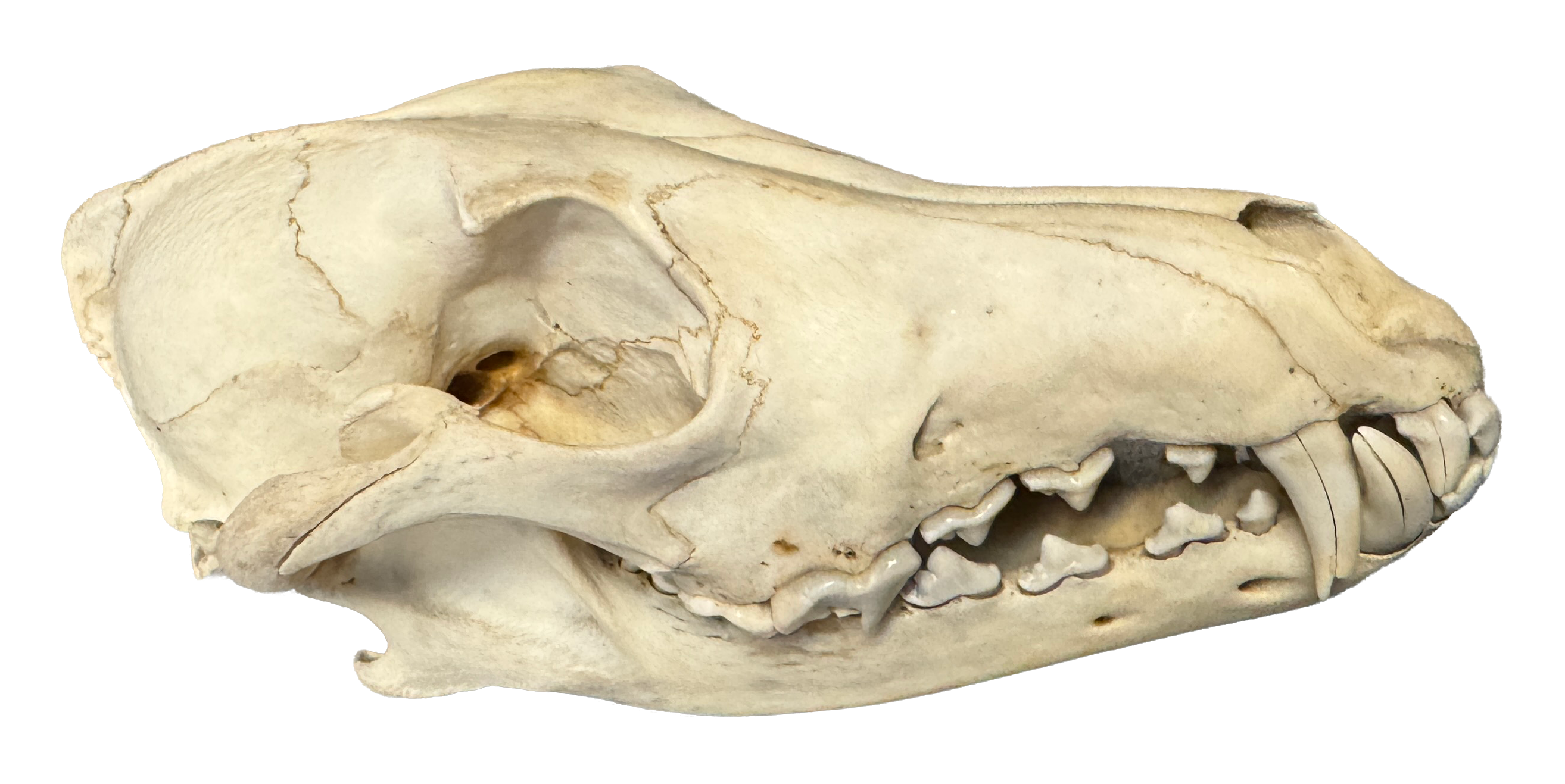 coyote skull