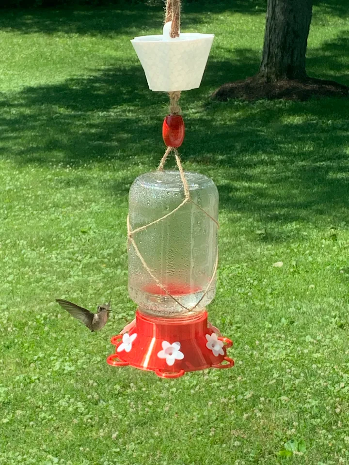 メイソン　ハミングバード　maison humming bird メイソンハミングバードmaison humming bird