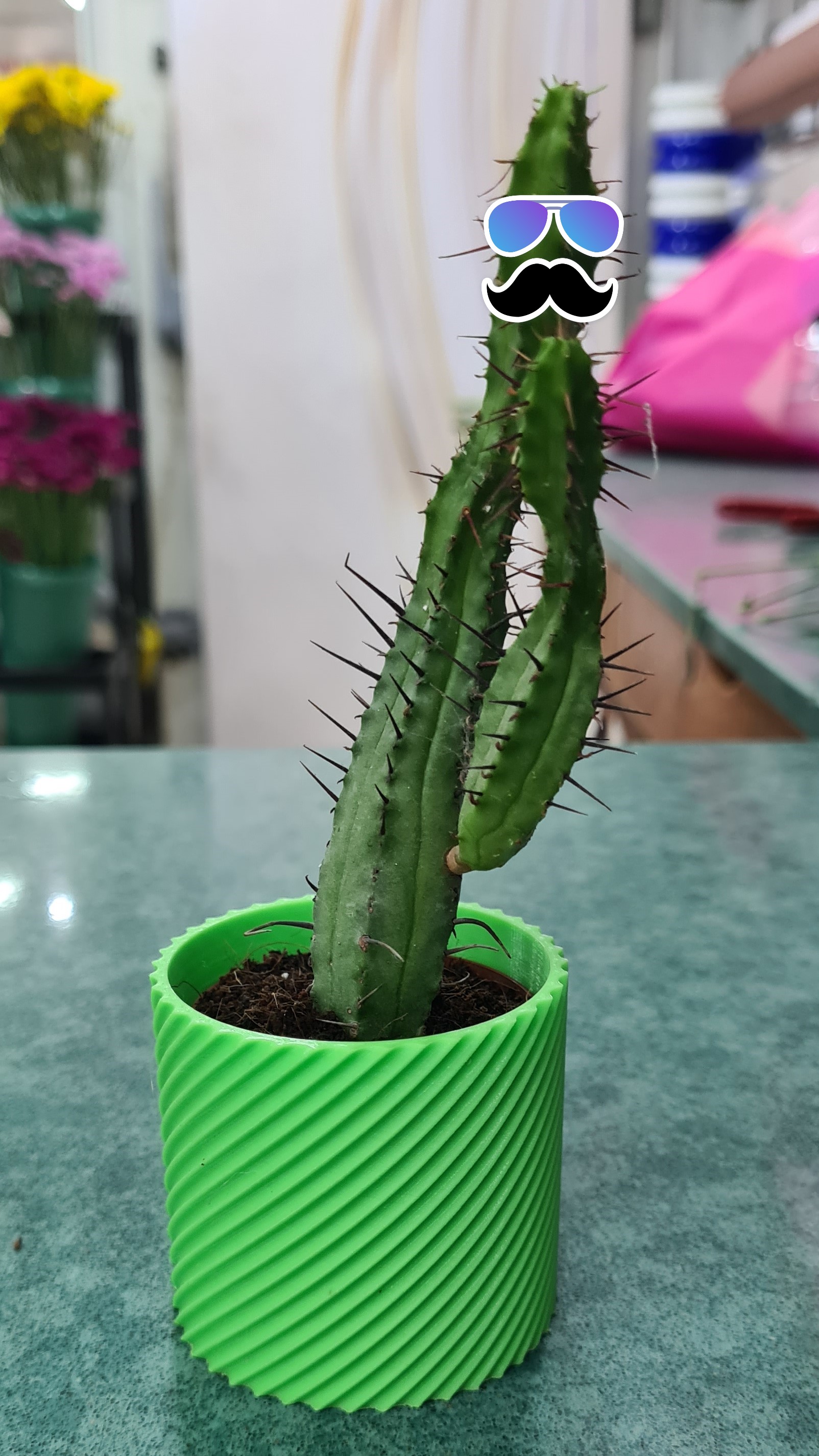 Mini Cactus Planter