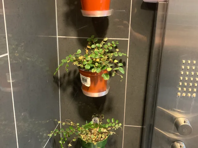 Shower Plant Shelf