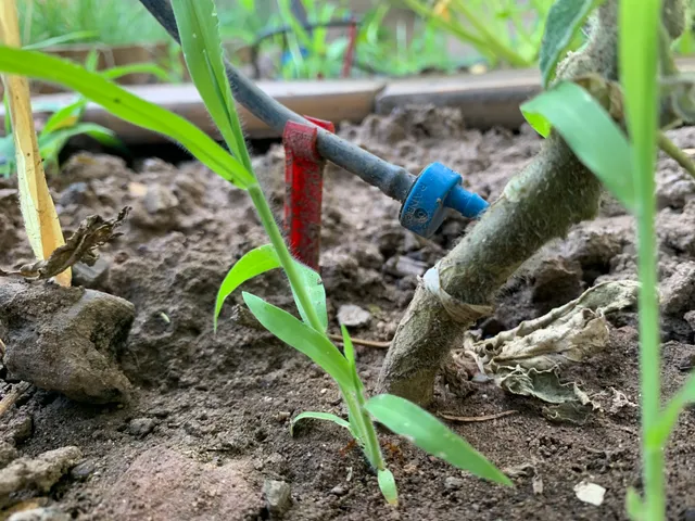 Micro drip irrigation support for ø4 mm irrigation hose