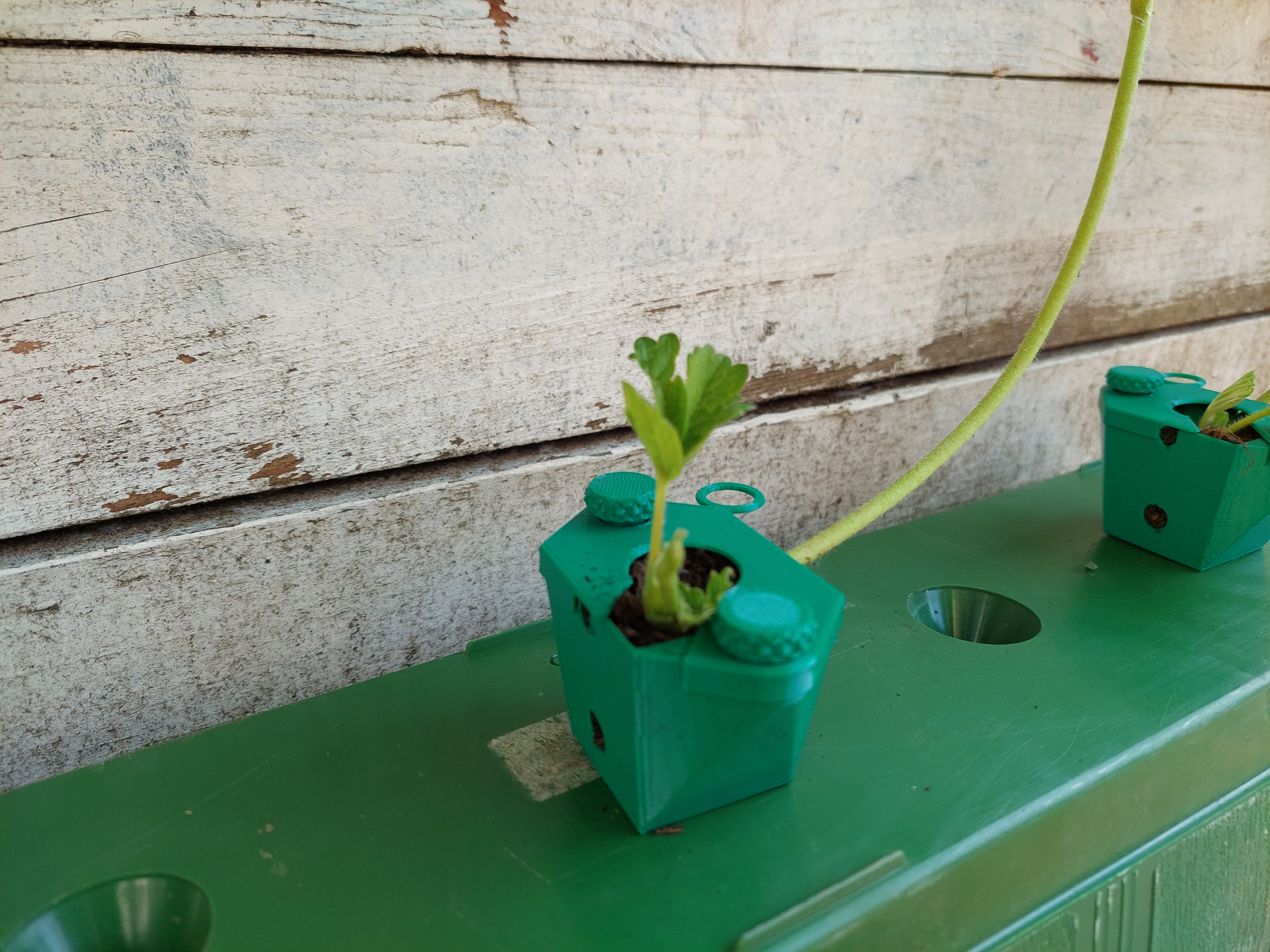 Strawberry Runner Rooter Box for Dirt & Hydroponics