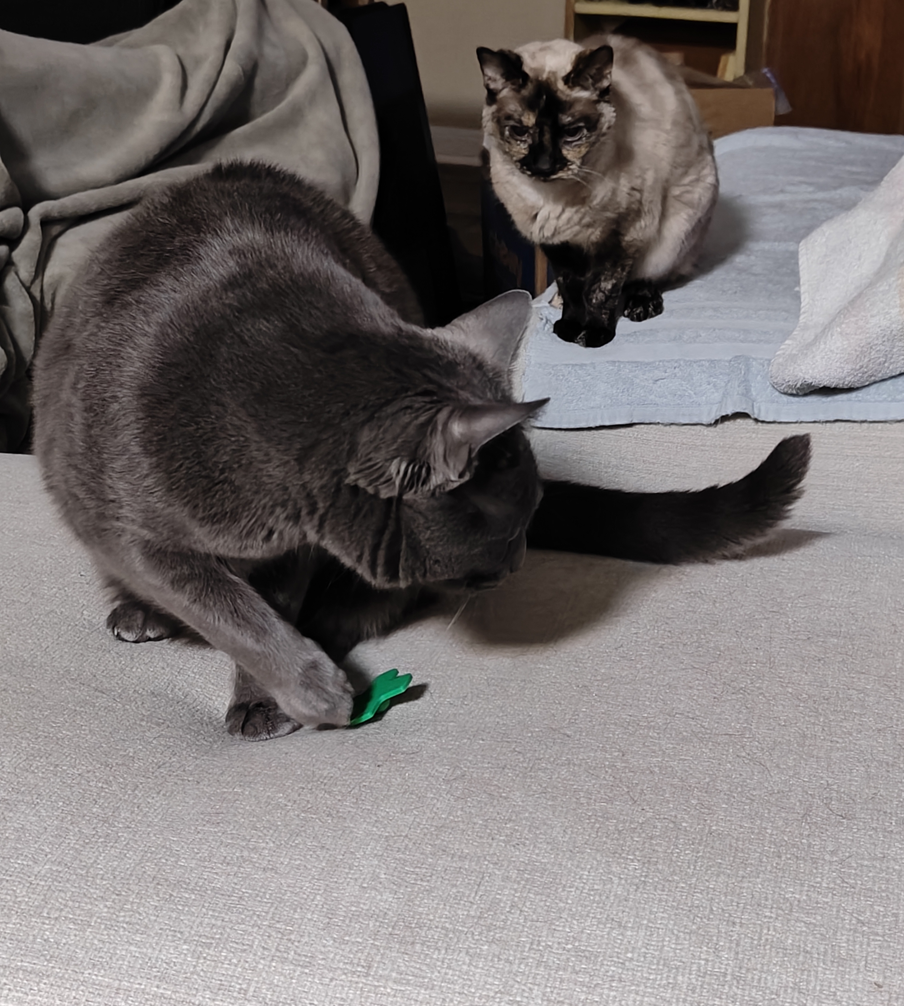 Cat Toy - Swat Top by kuriger9