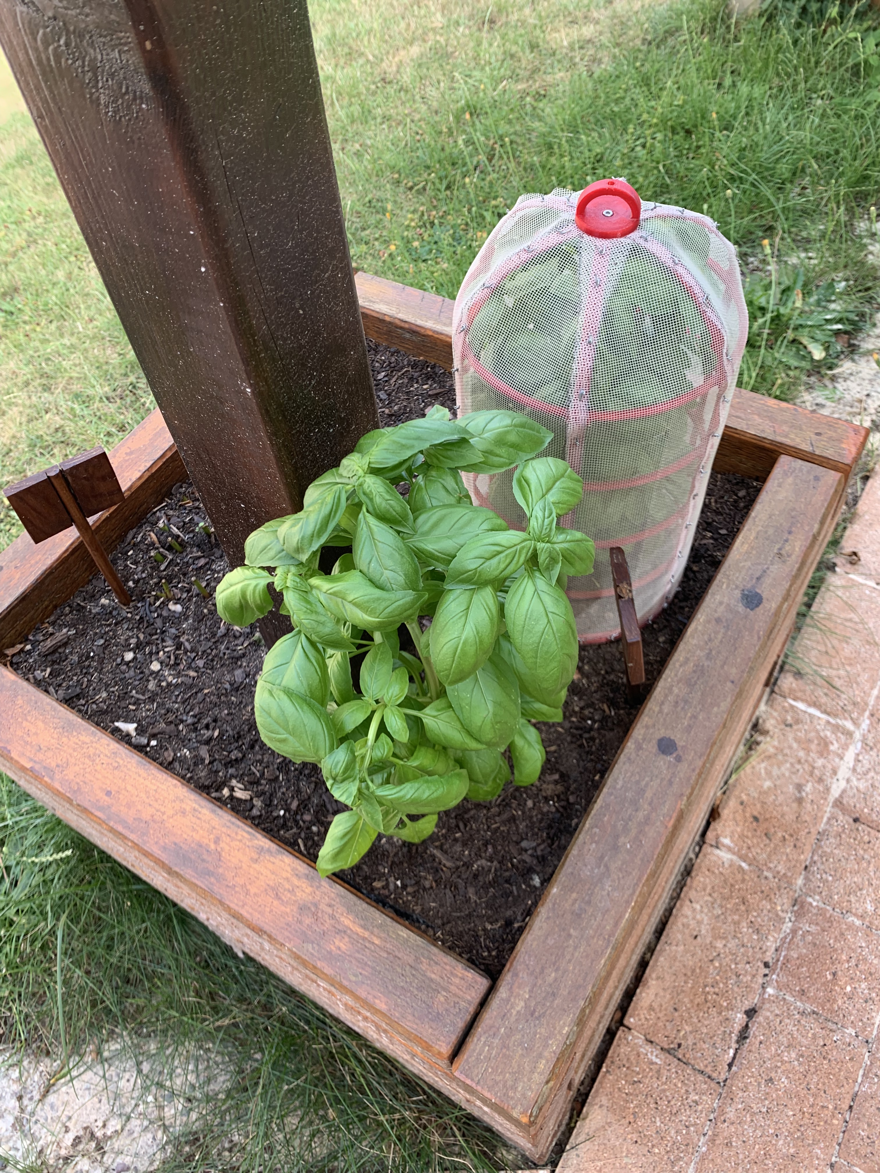 Protection plants dome