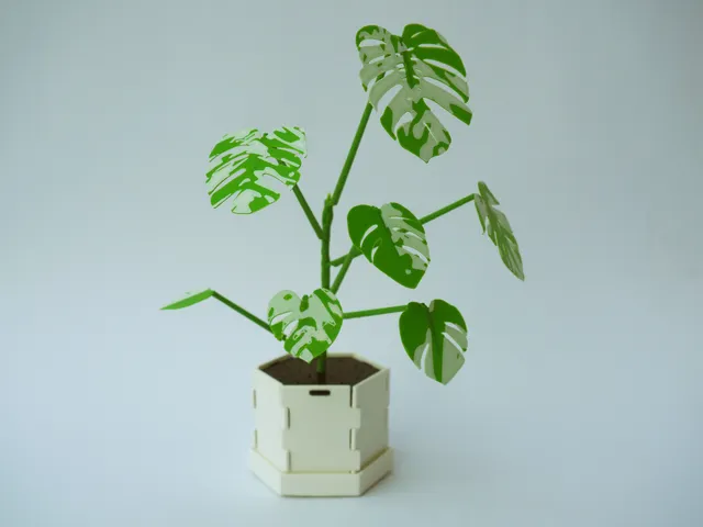Immortal Monstera Variegata Kit Card